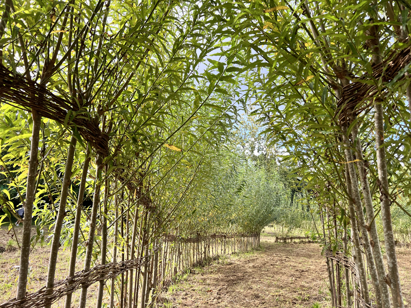 Photo de la trogne Z1HA00A01