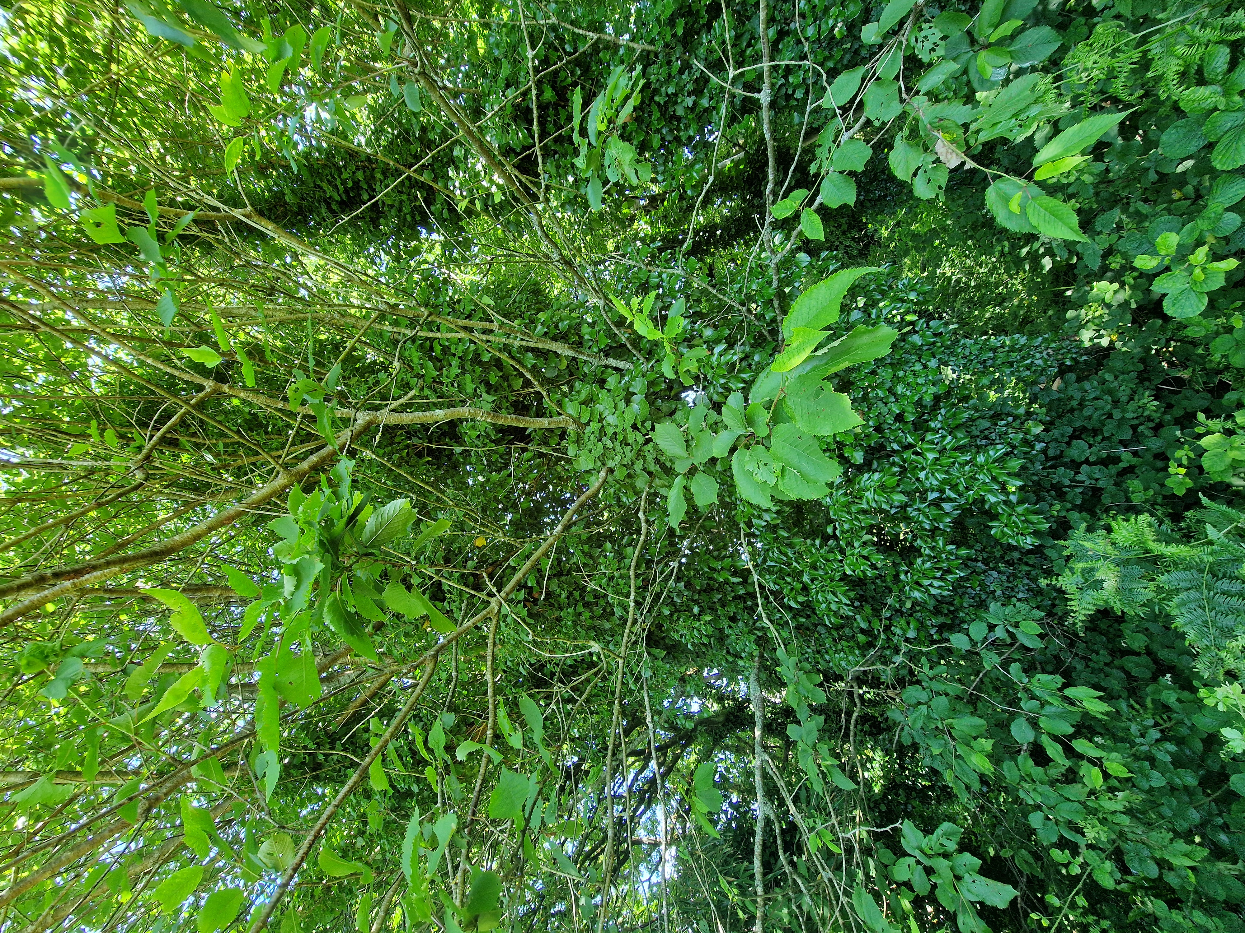 Photo de la trogne Z1HA01A35