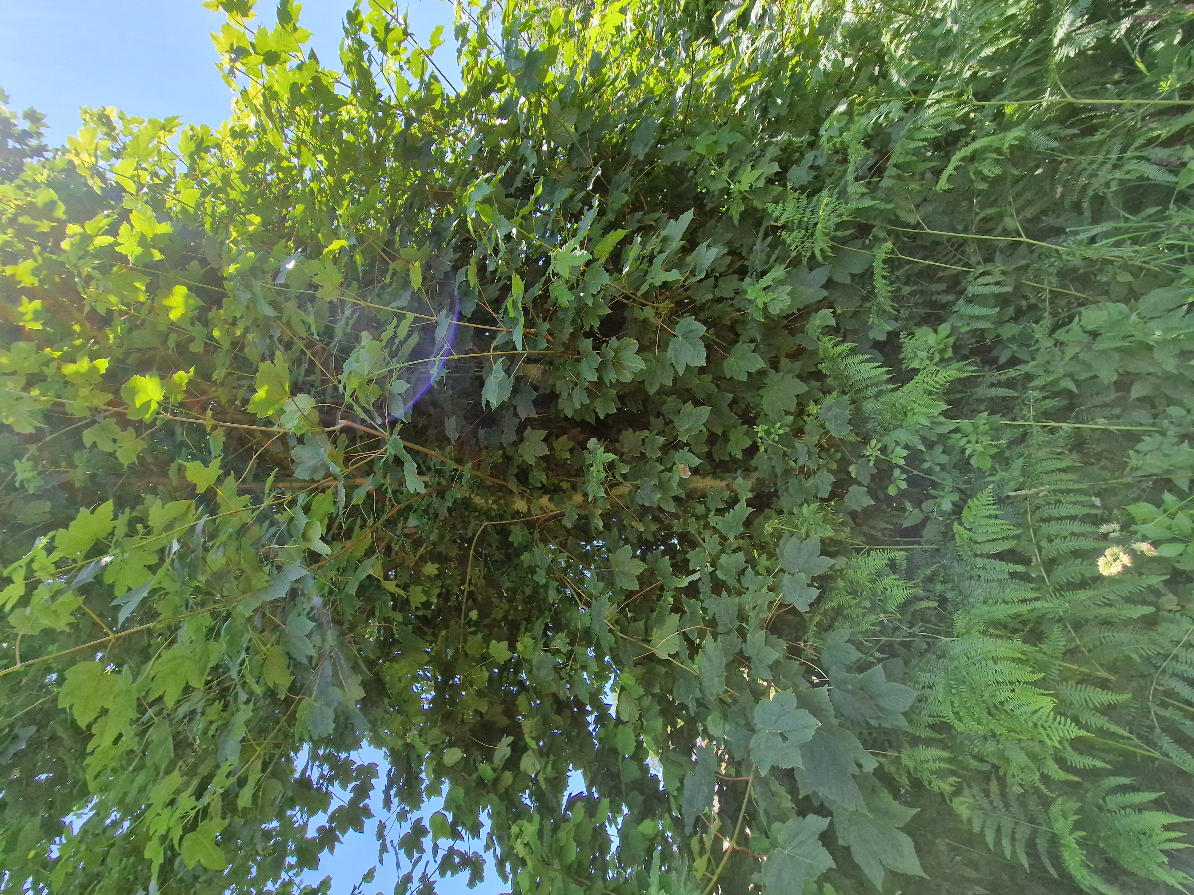 Photo de la trogne Z1HA01A36