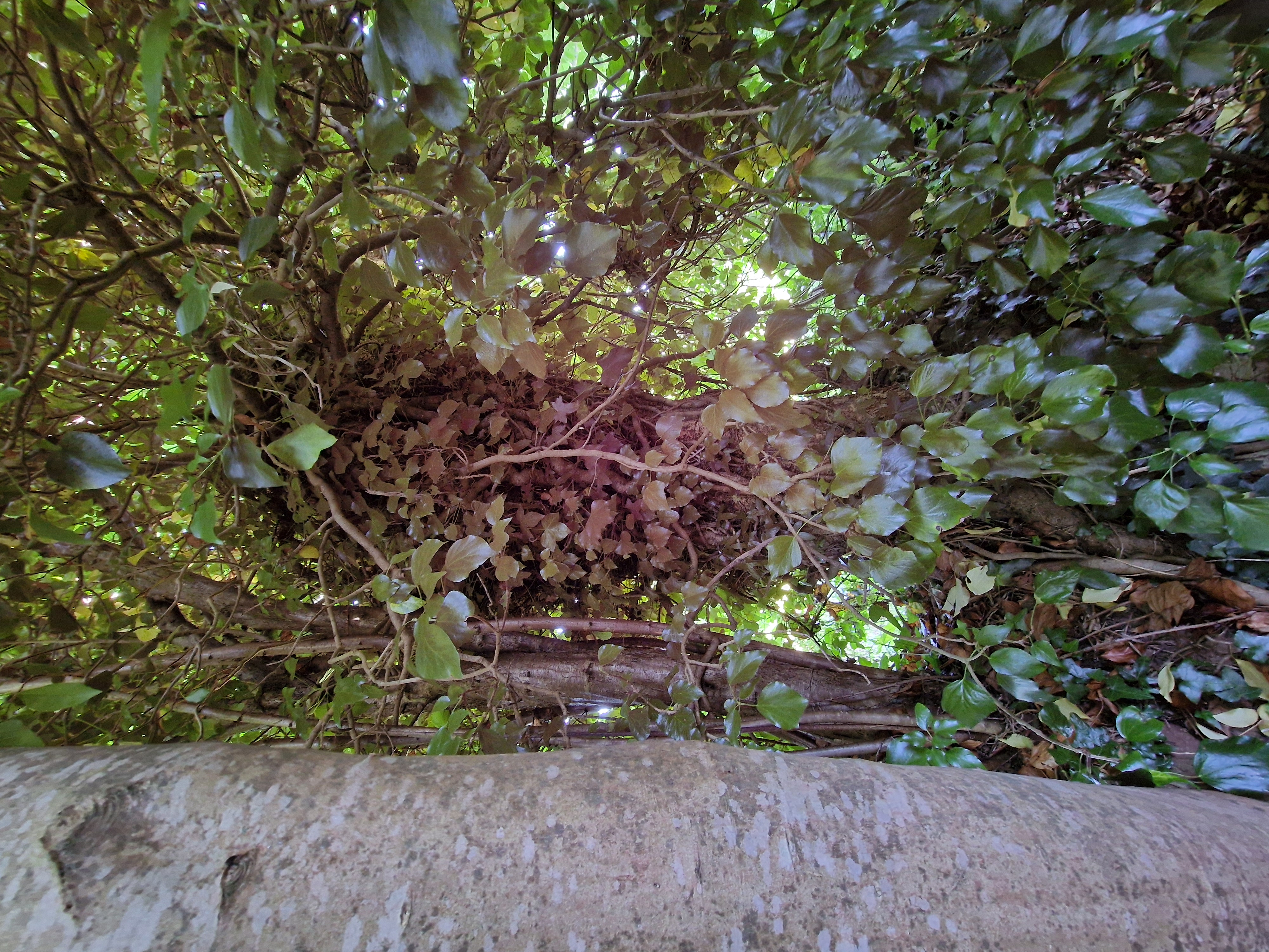 Photo de la trogne Z1HA02A37