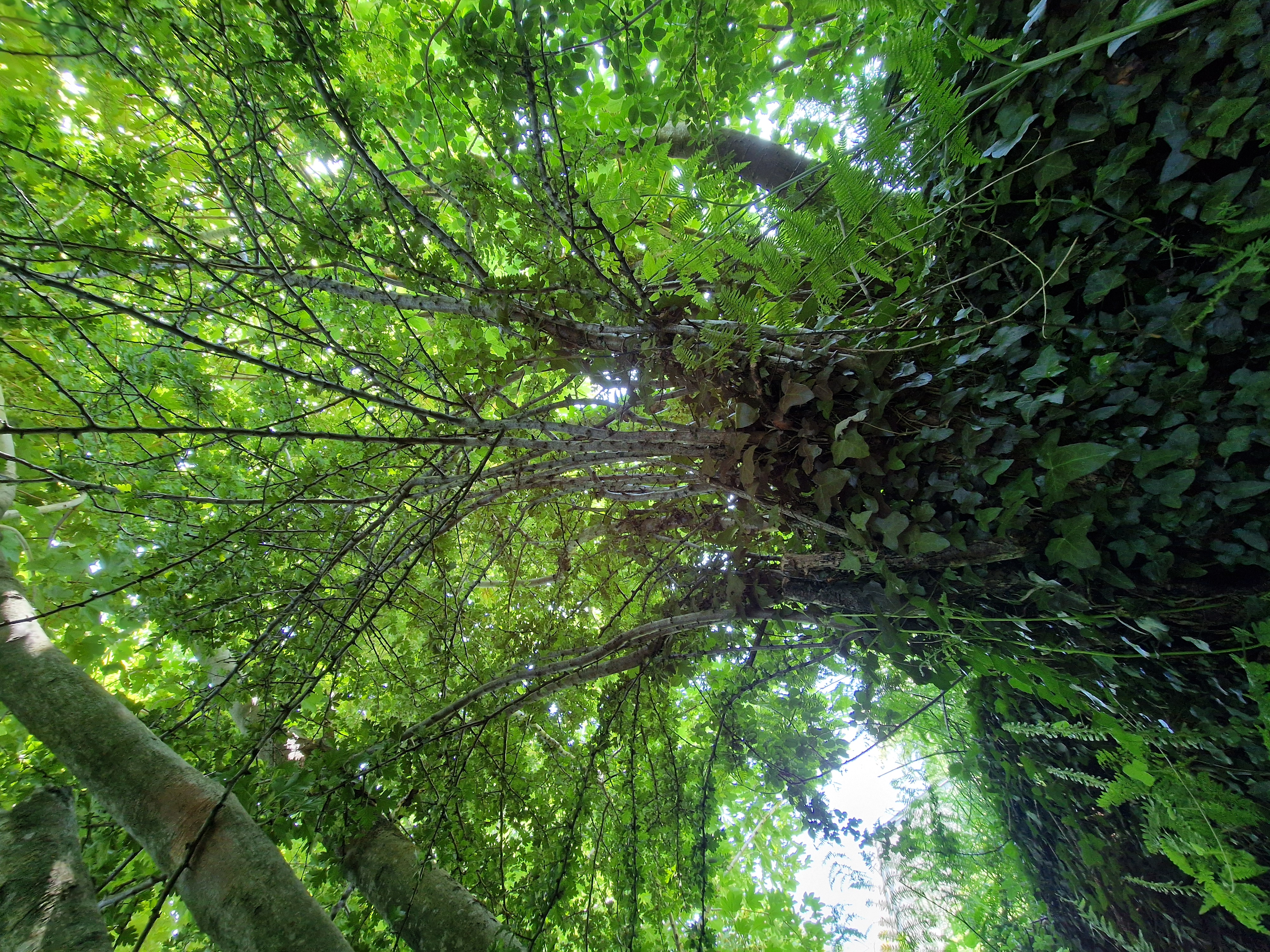 Photo de la trogne Z1HA02A38