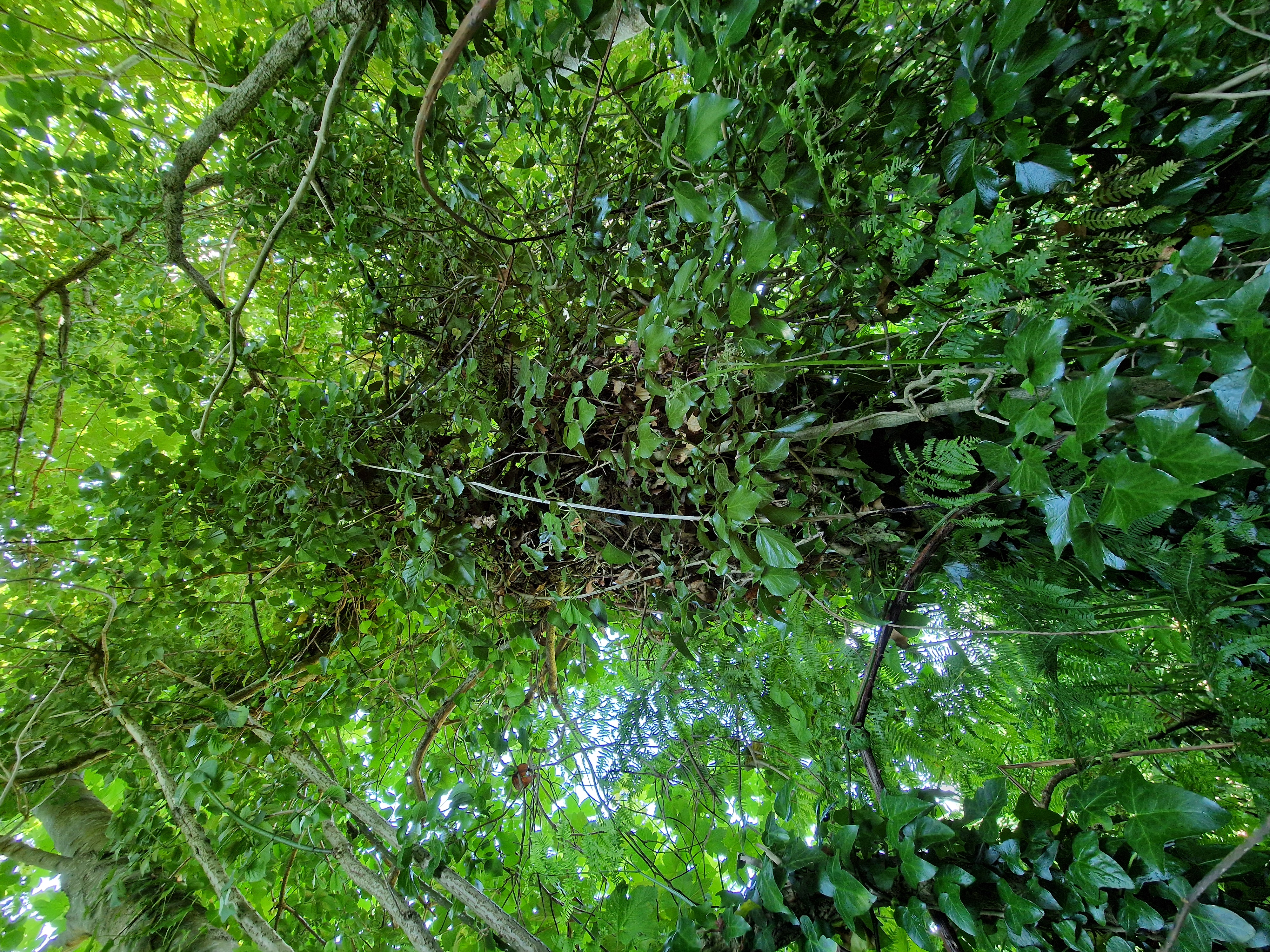 Photo de la trogne Z1HA02A39