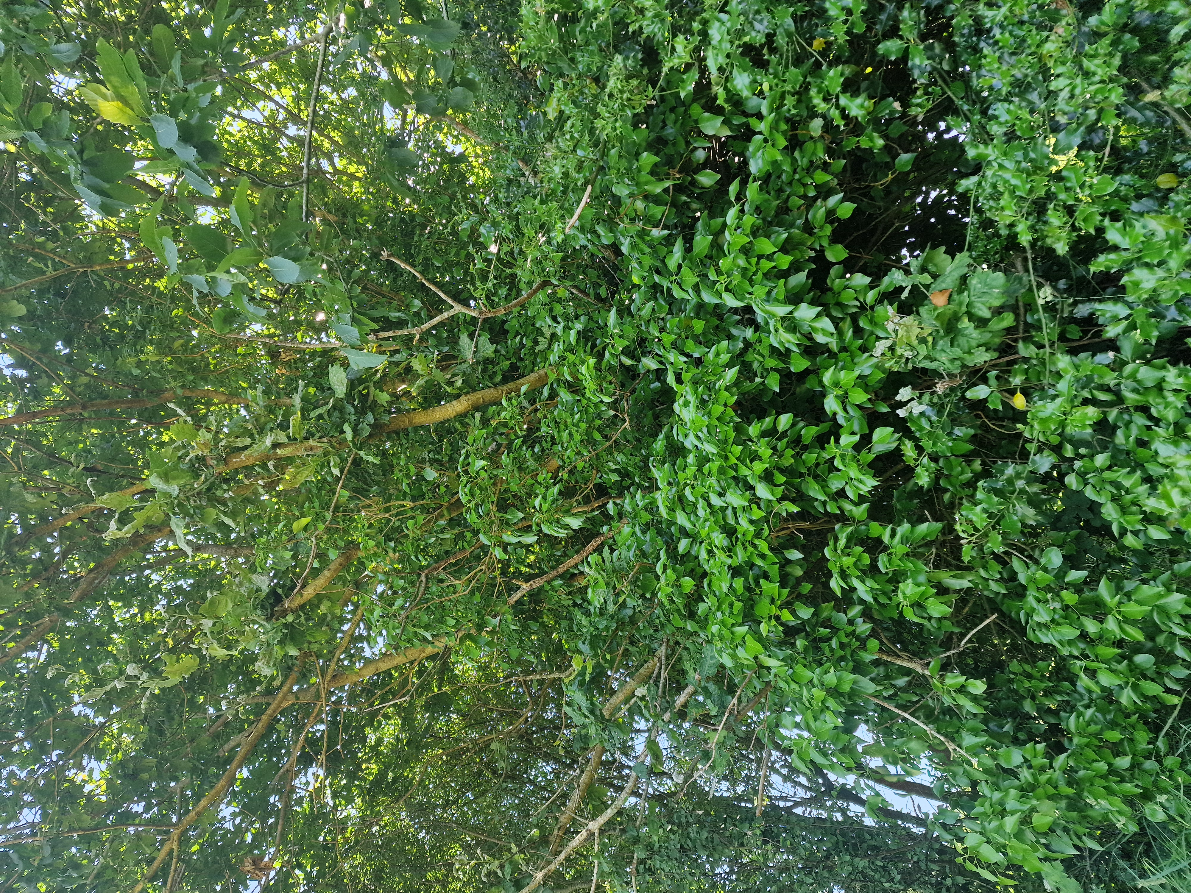 Photo de la trogne Z1HA02A40