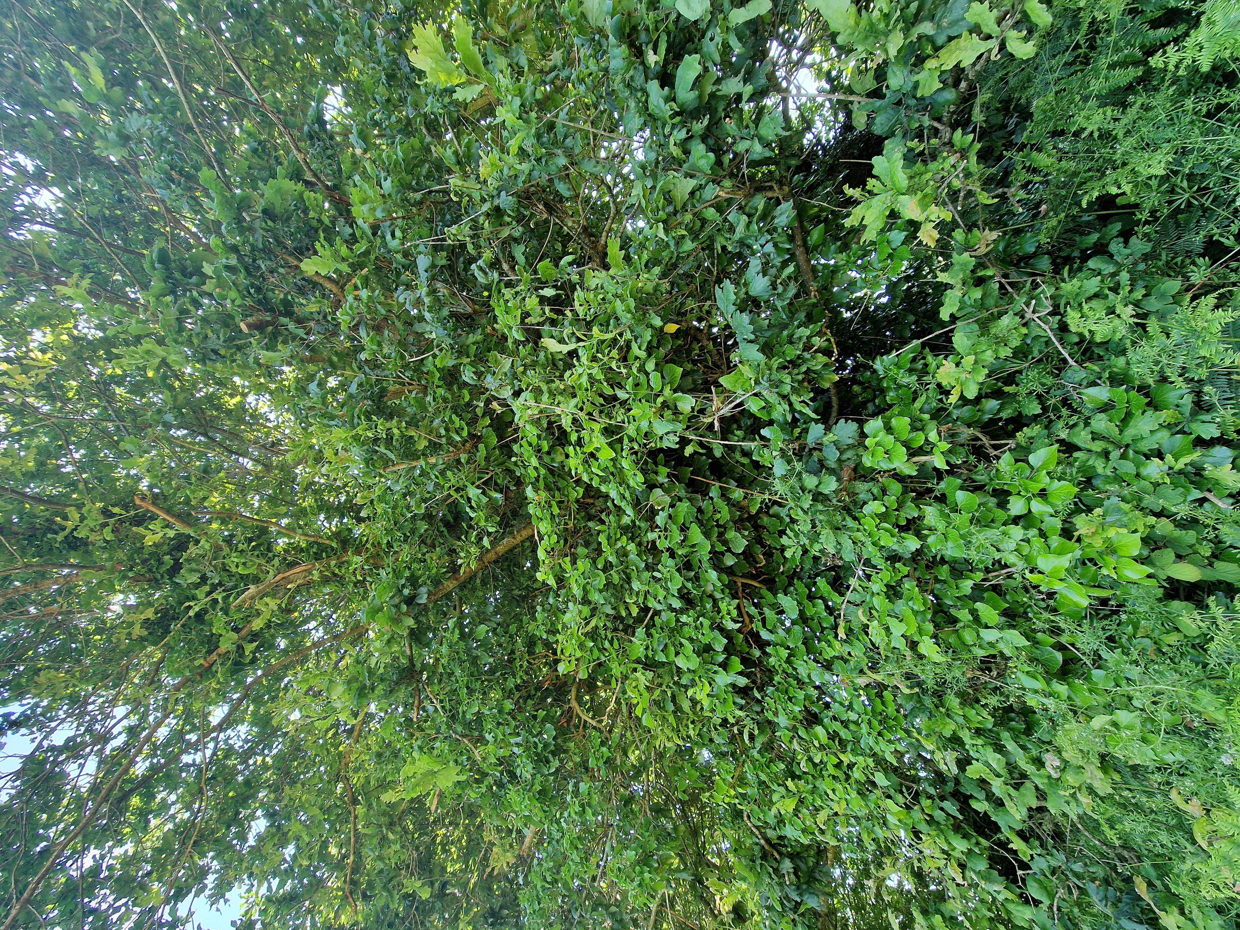 Photo de la trogne Z1HA02A42