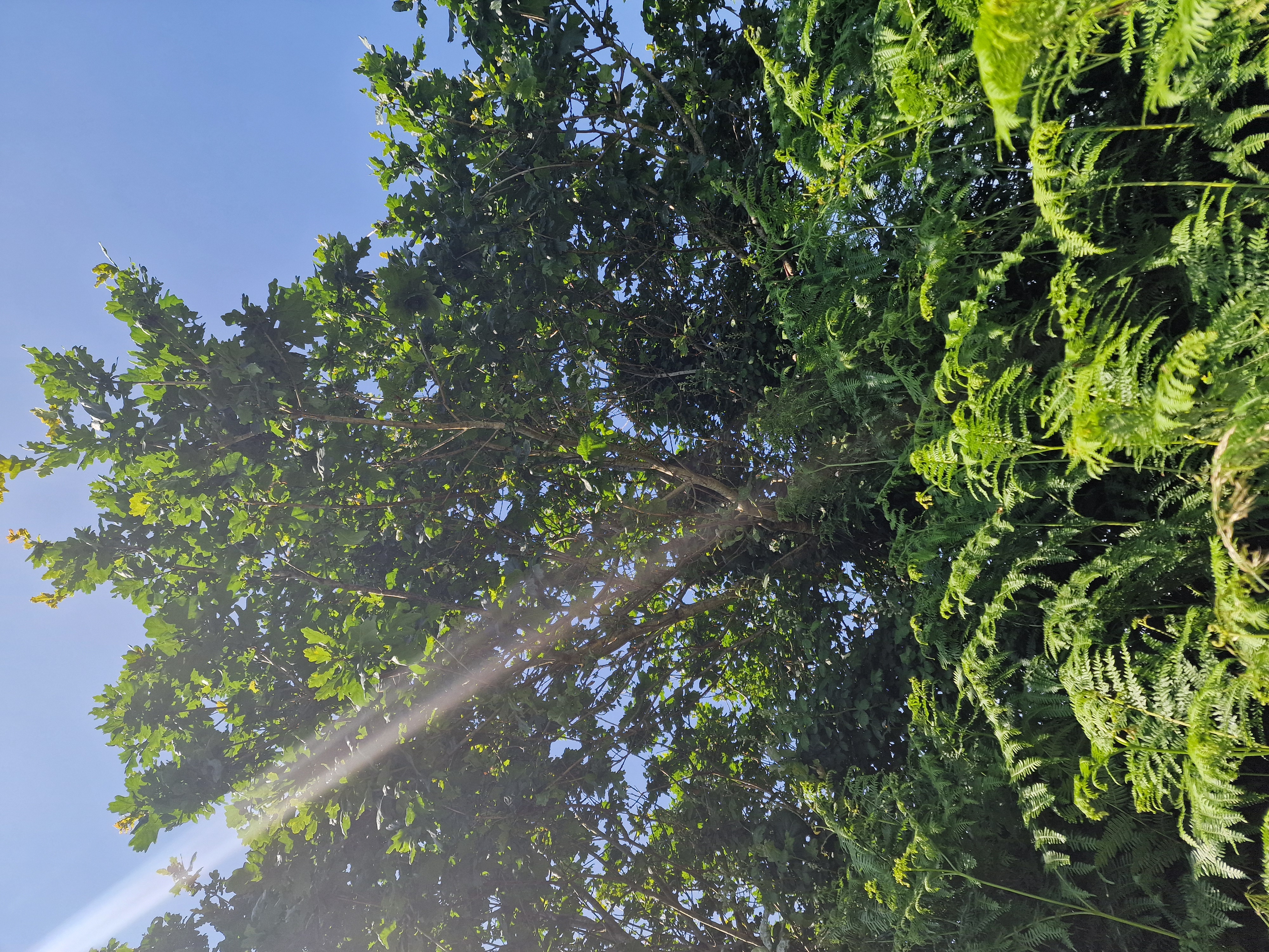 Photo de la trogne Z2HA05A44