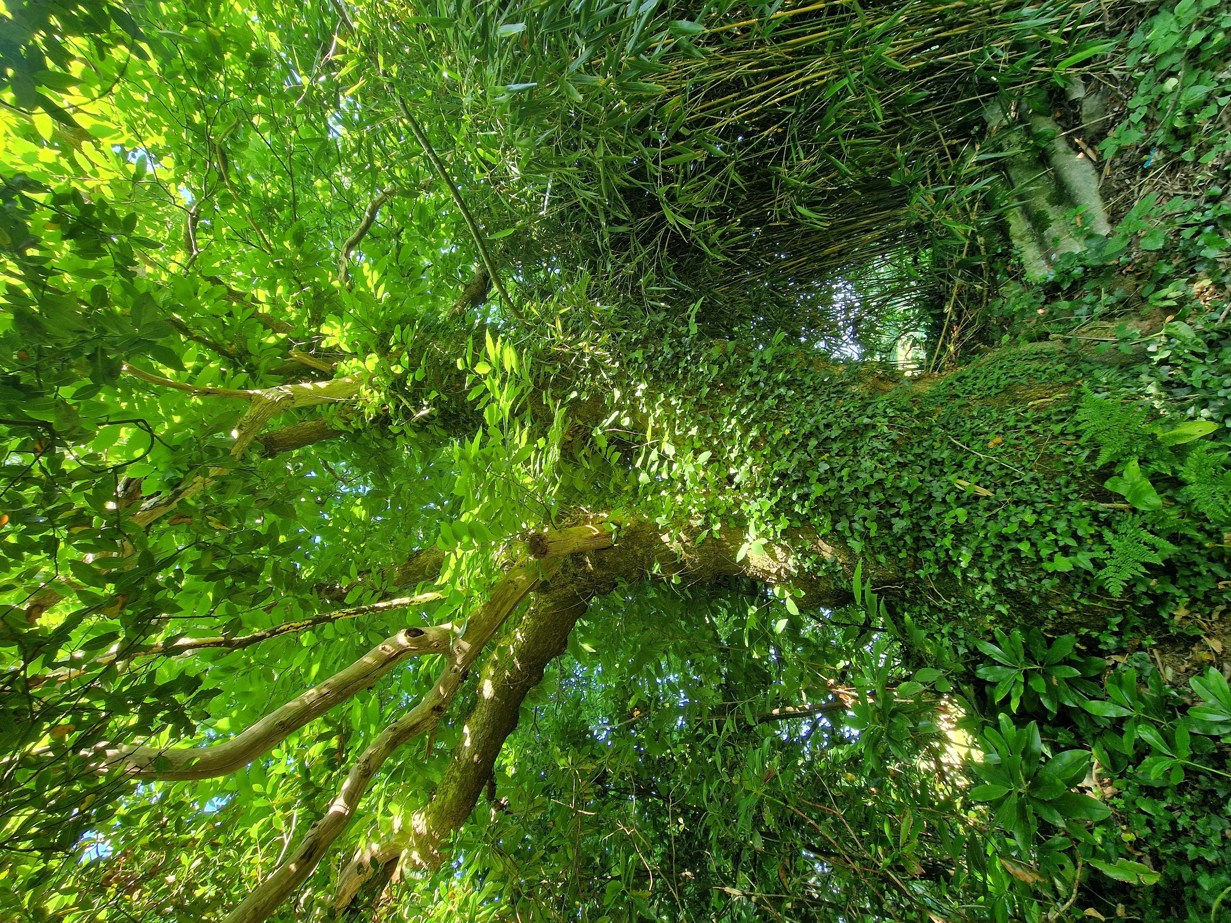 Photo de la trogne Z4HA13A45