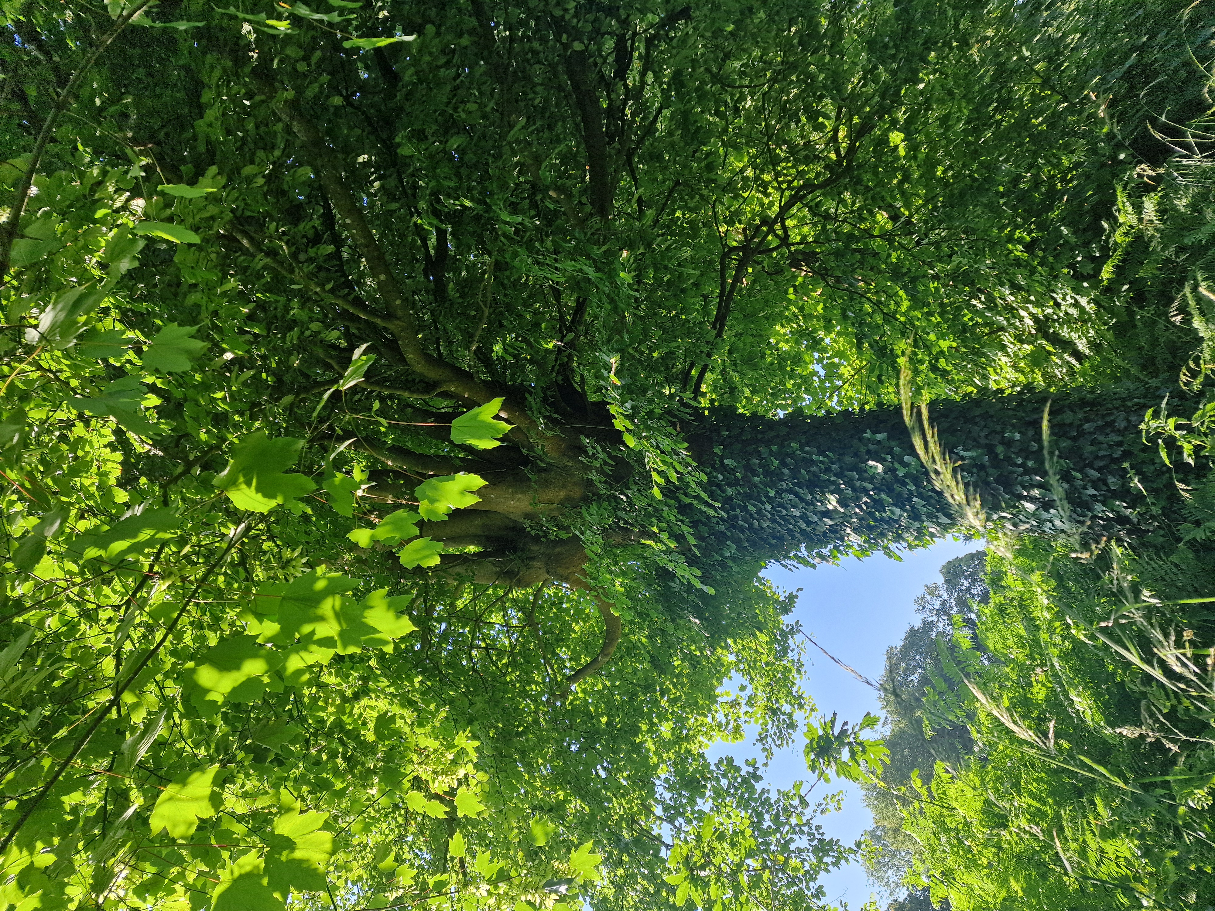 Photo de la trogne Z4HA14A46