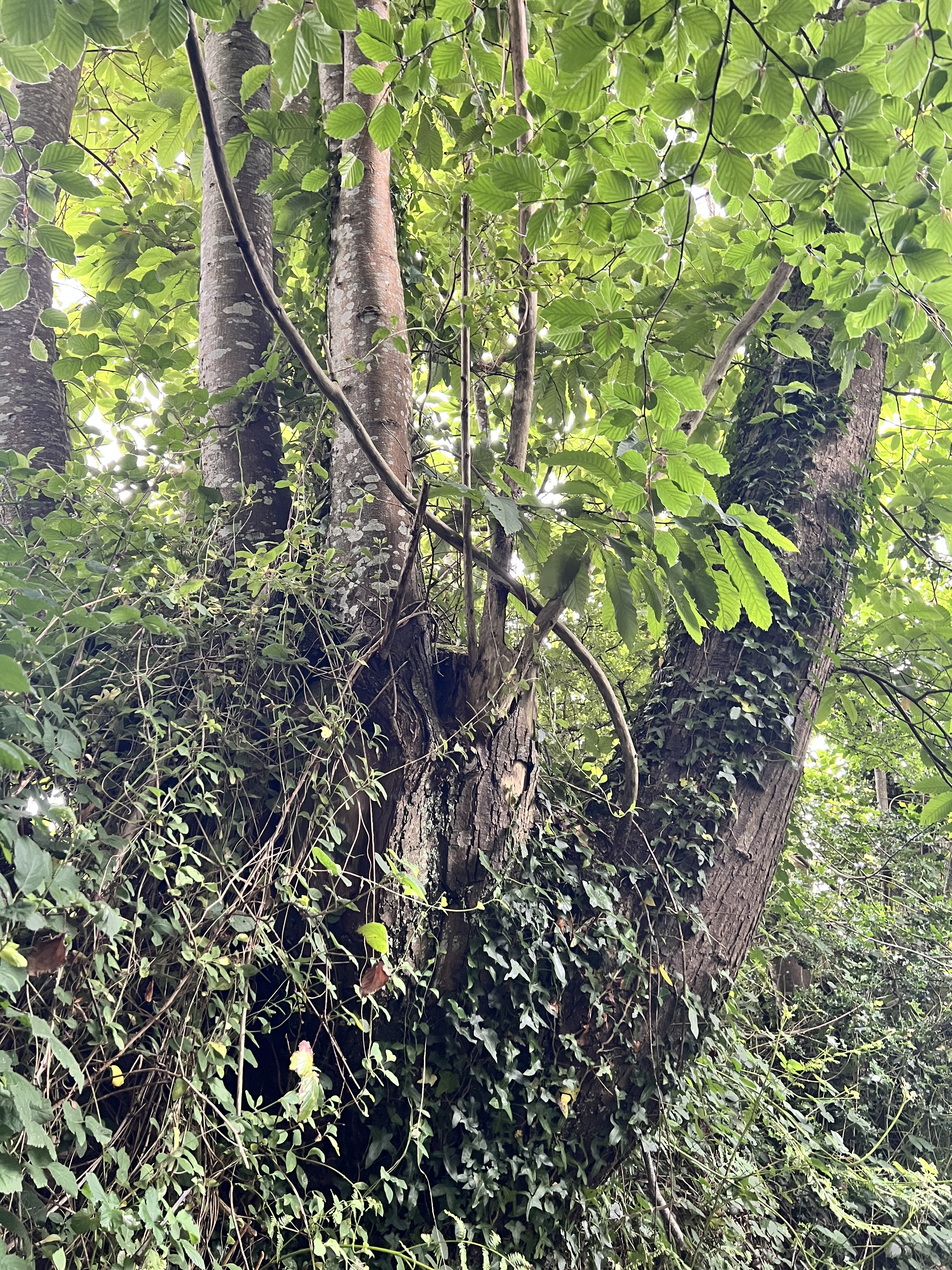 Photo de la trogne Z5CC01A01