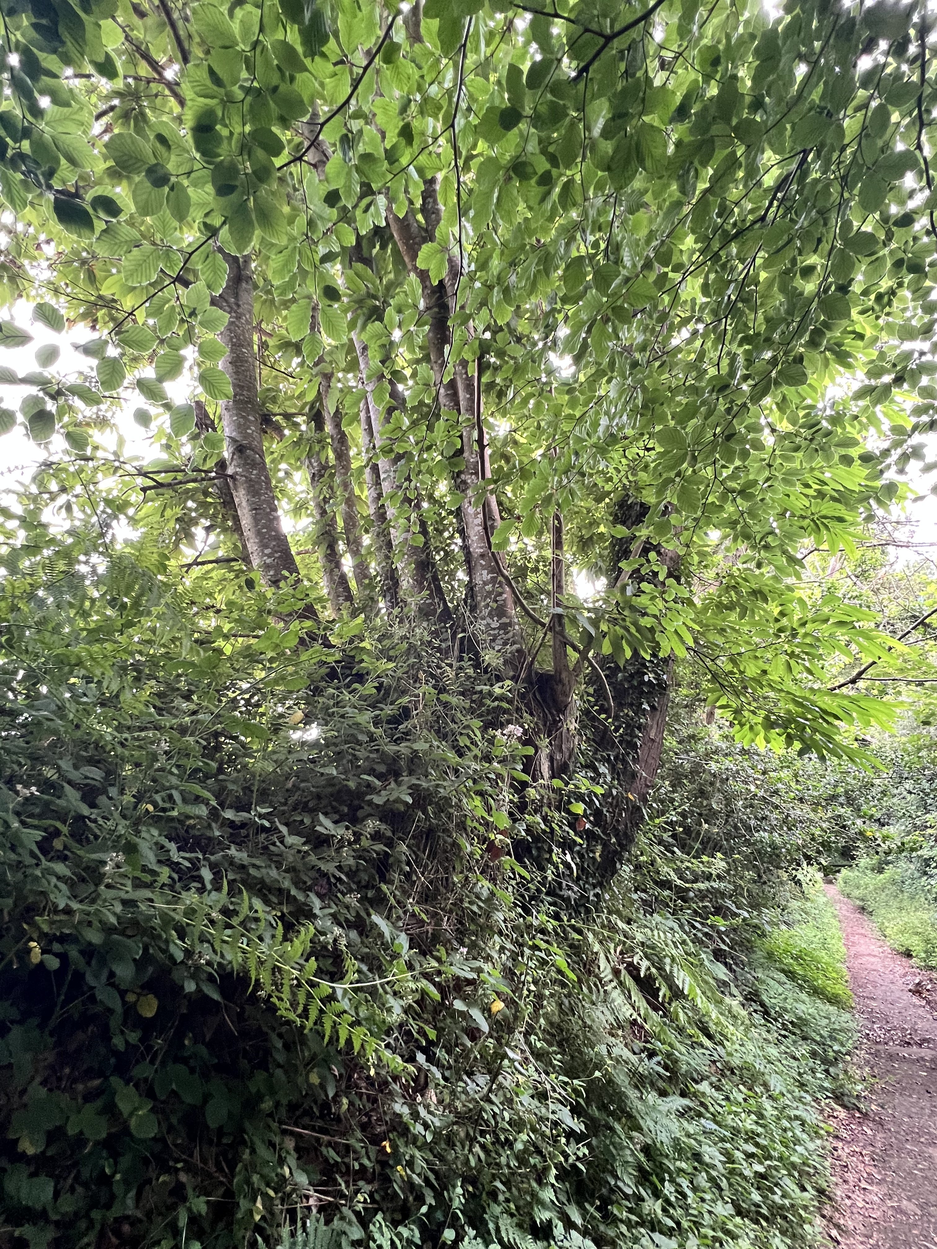 Photo de la trogne Z5CC01A02