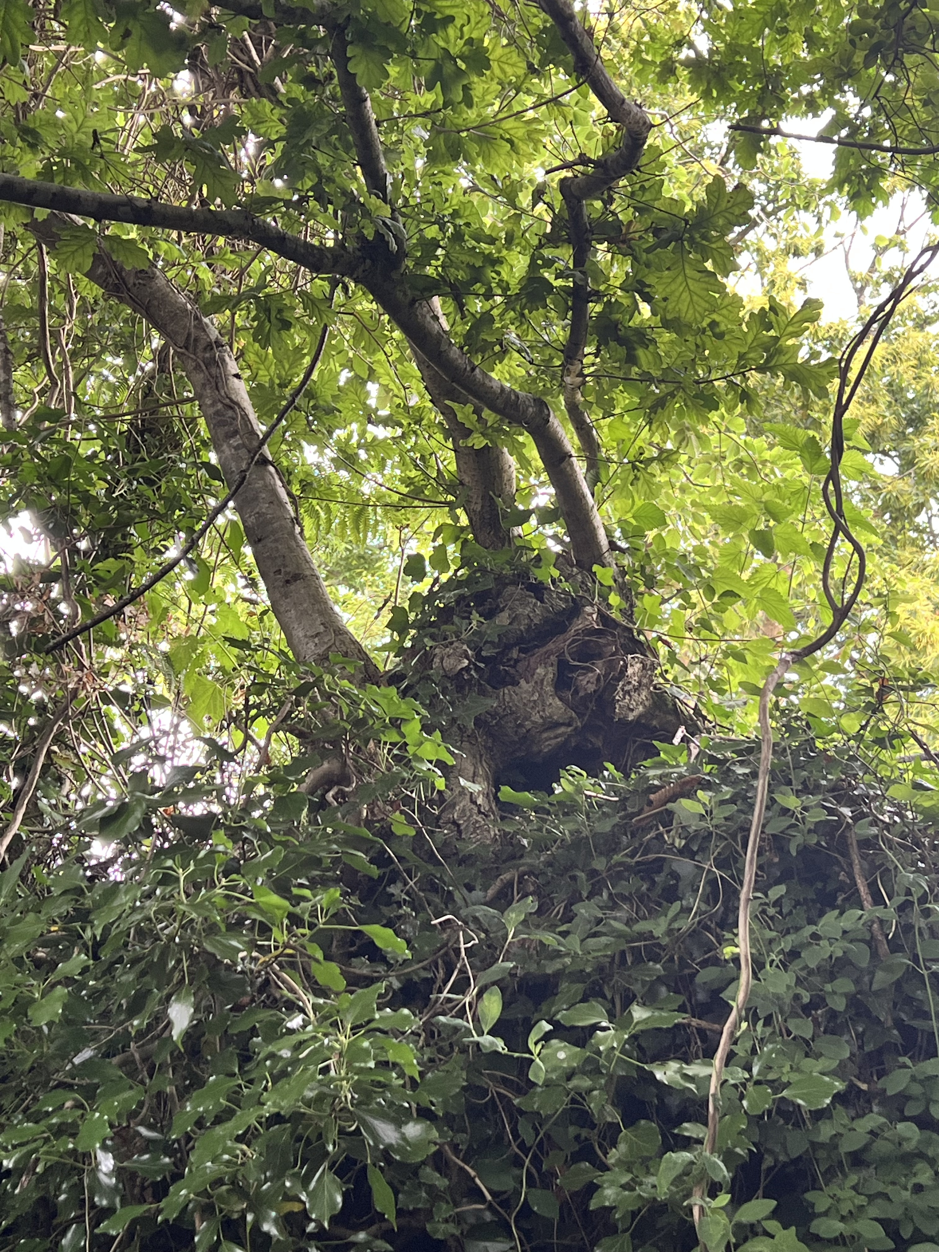 Photo de la trogne Z5CC01A03