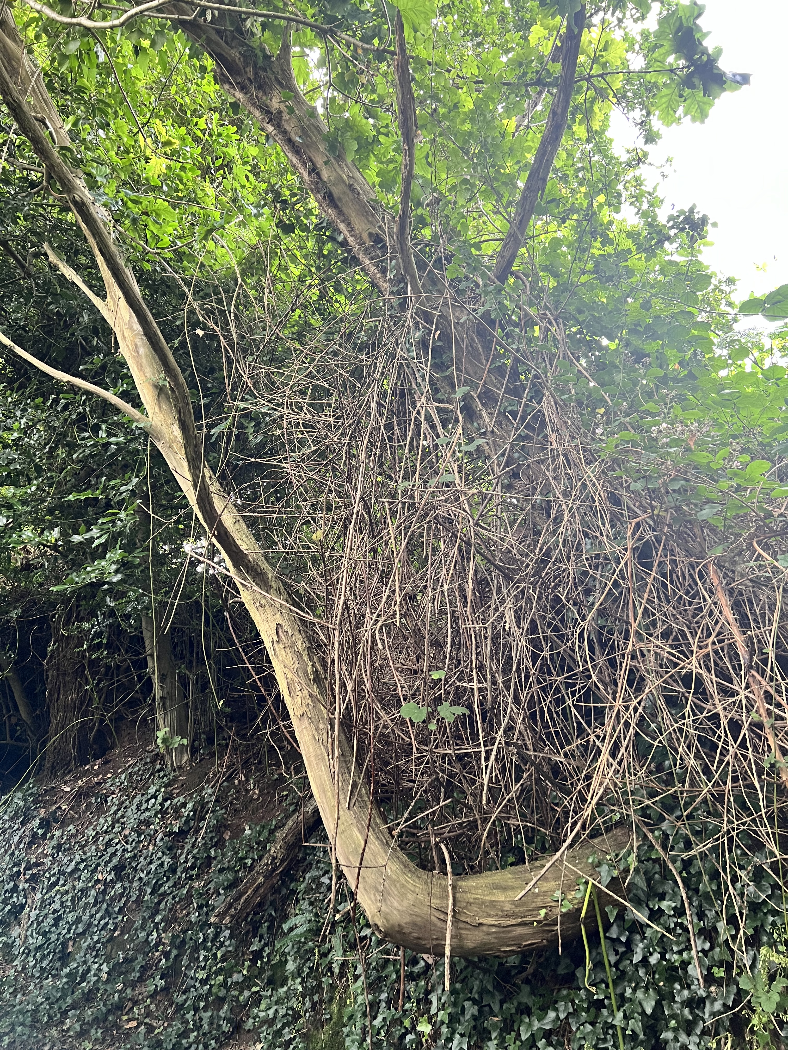 Photo de la trogne Z5CC01A04