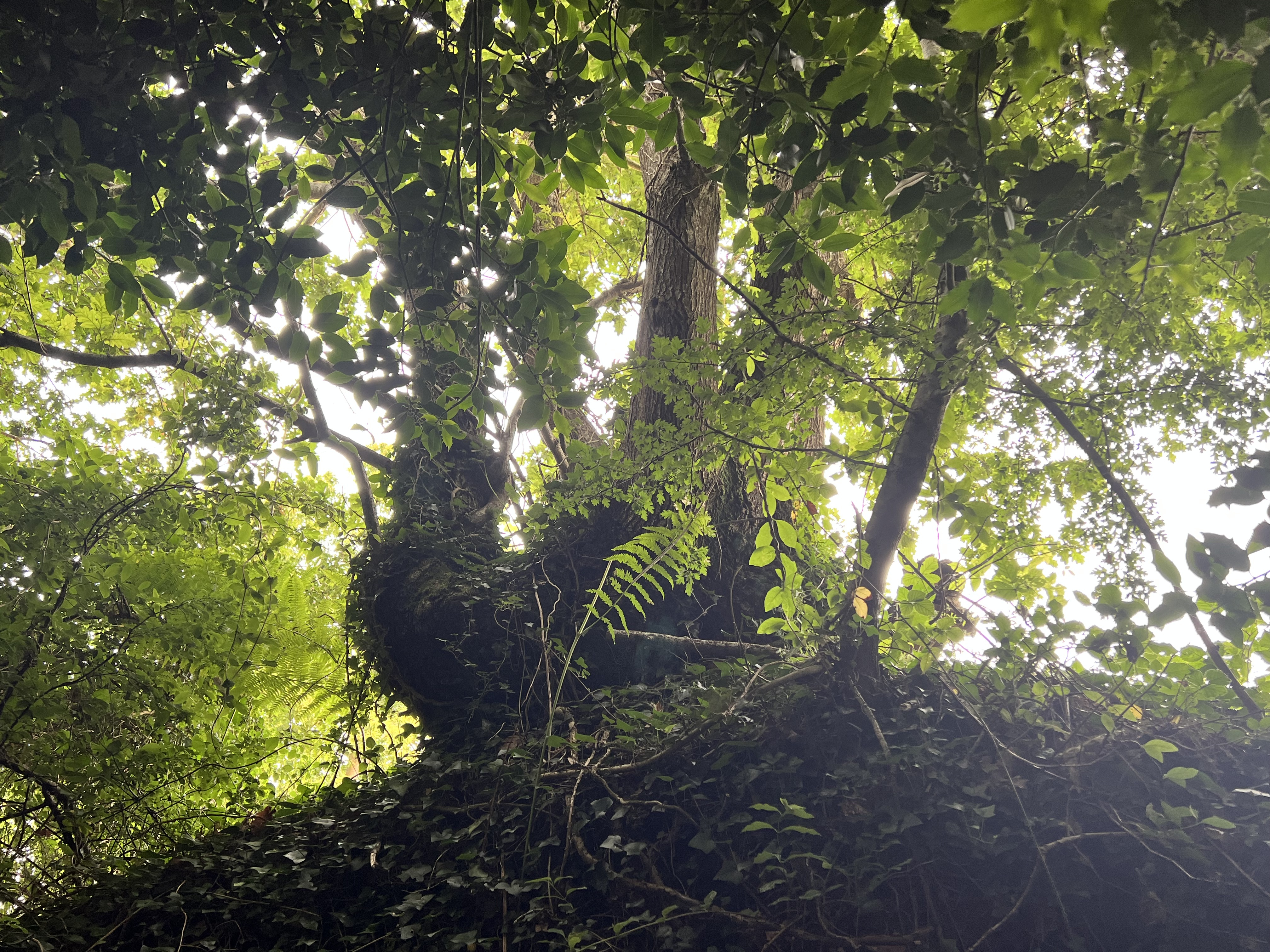 Photo de la trogne Z5CC01A05