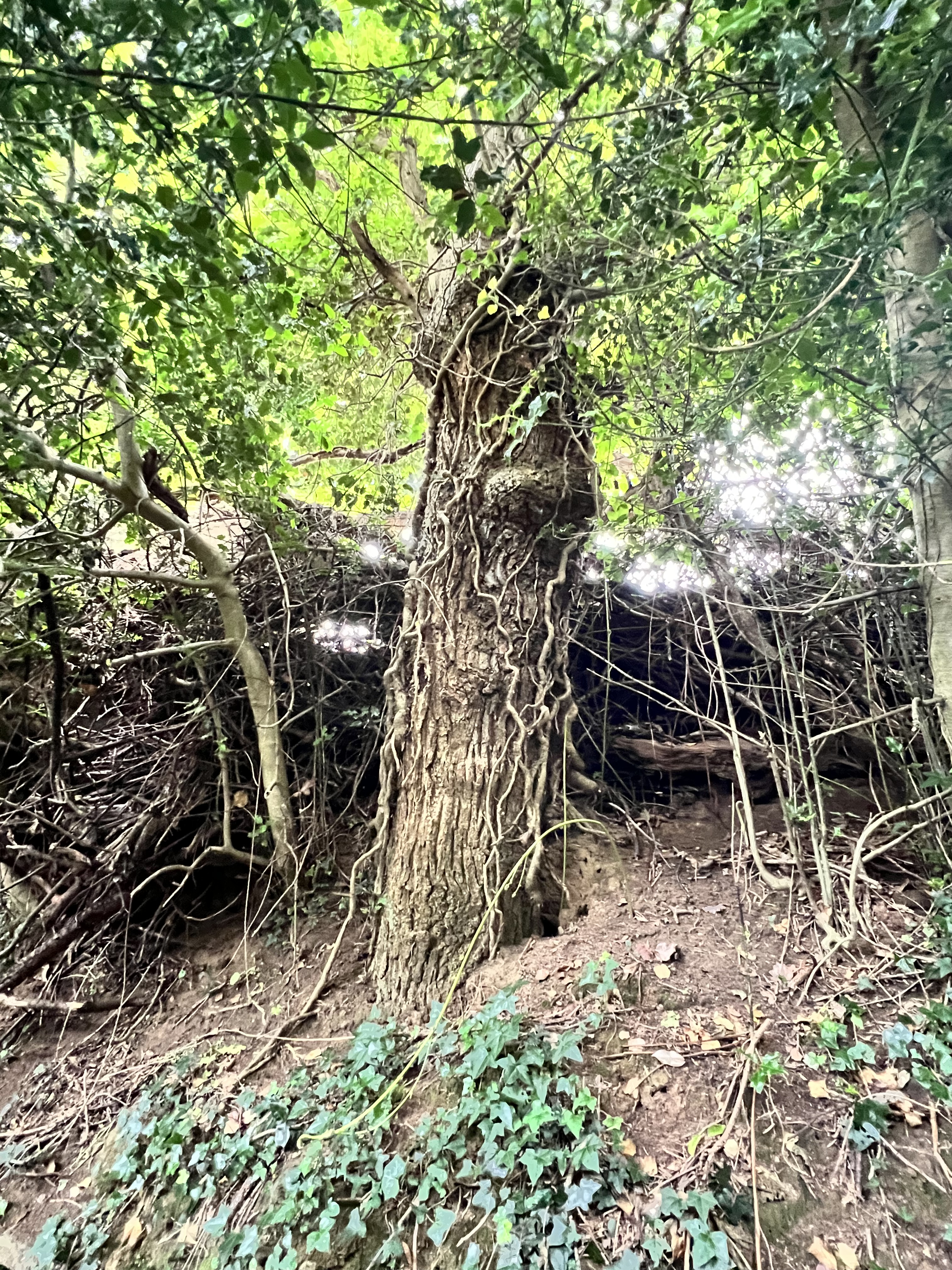 Photo de la trogne Z5CC01A06