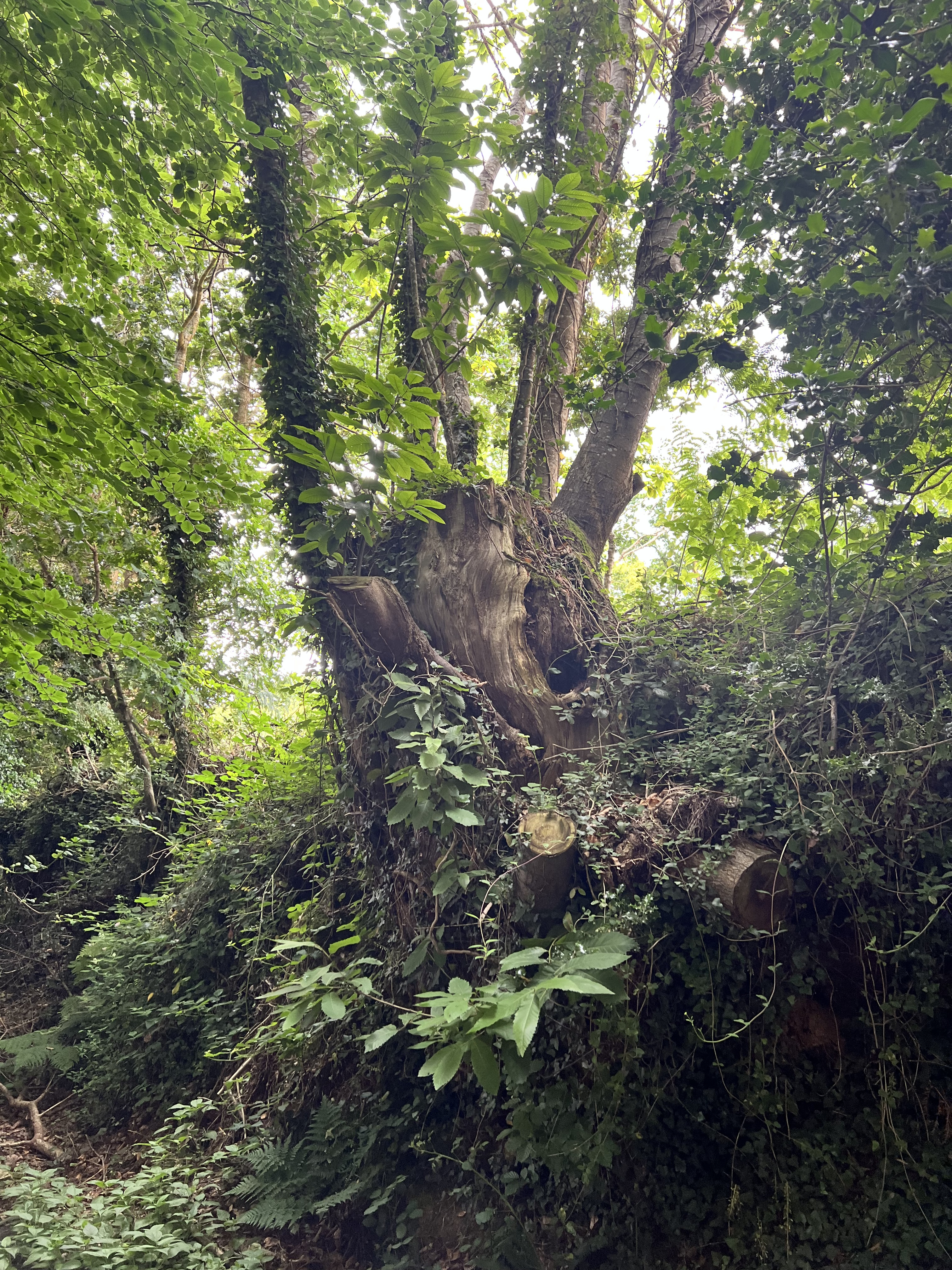 Photo de la trogne Z5CC01A07