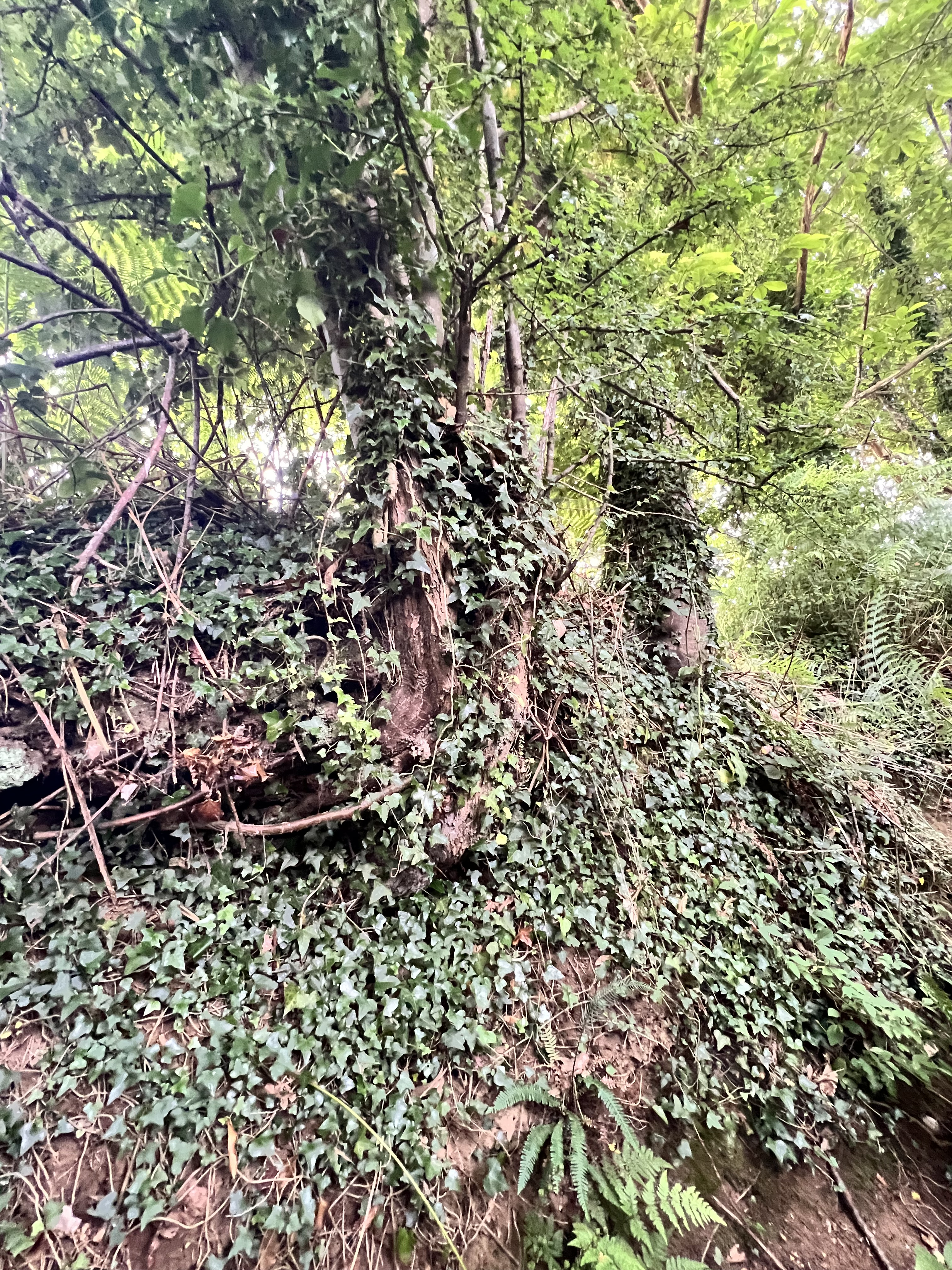 Photo de la trogne Z5CC01A08