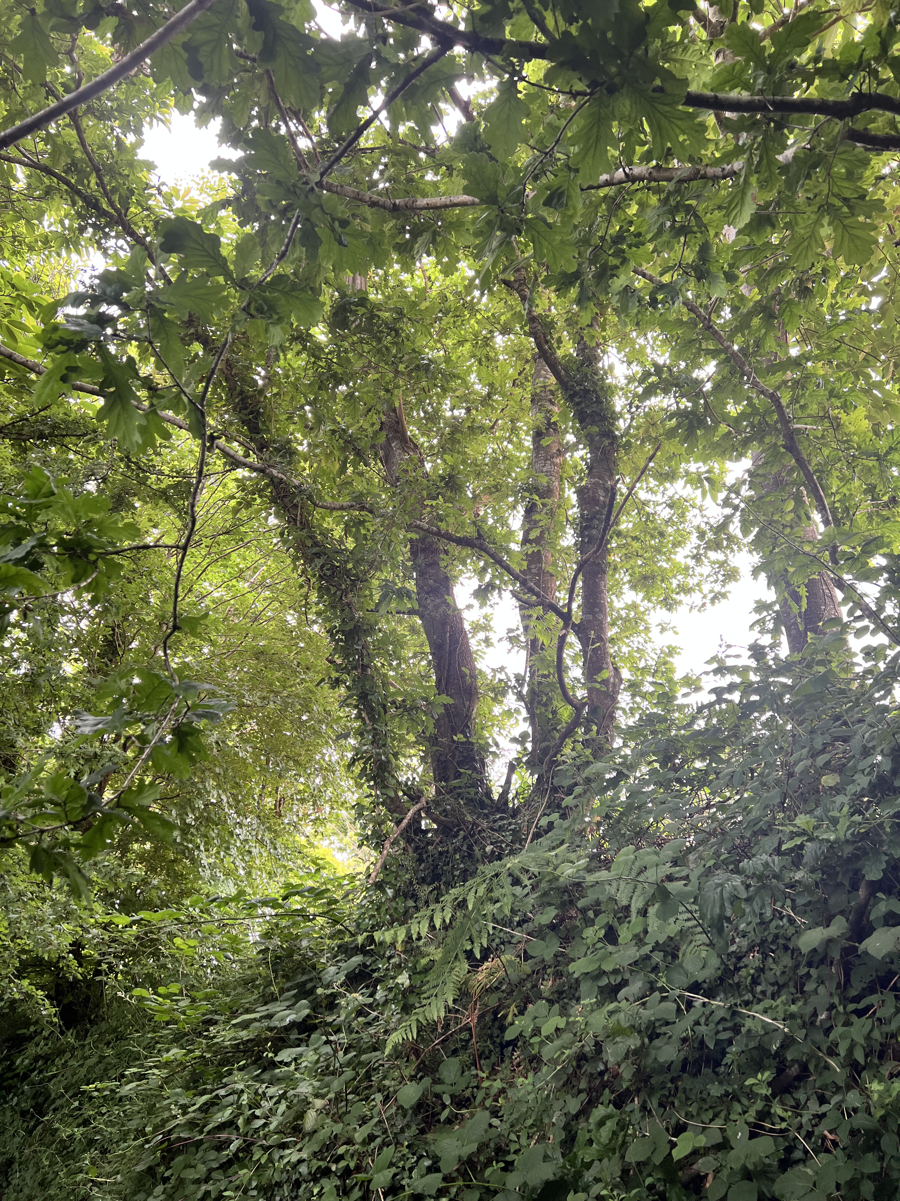 Photo de la trogne Z5CC01A09