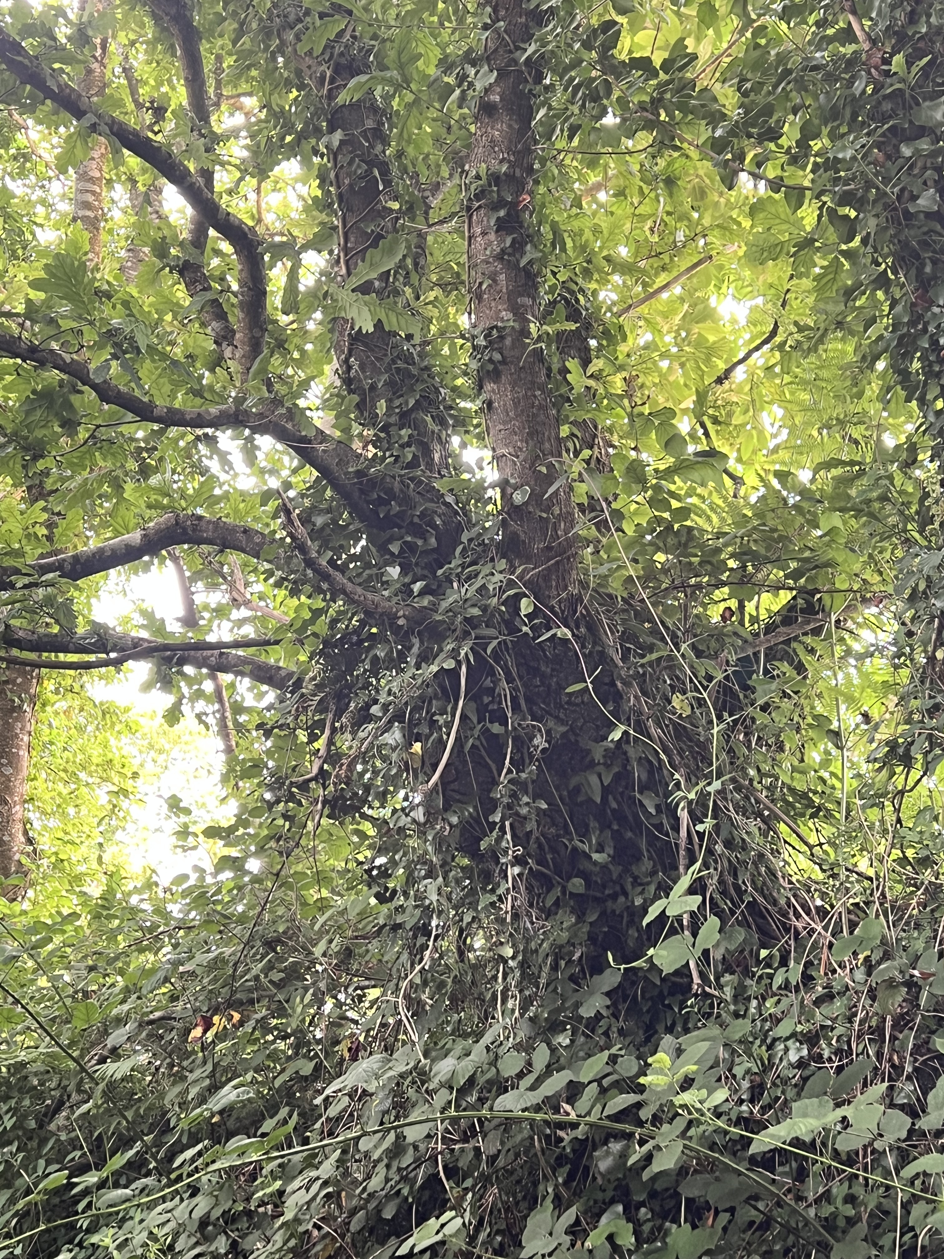 Photo de la trogne Z5CC01A10