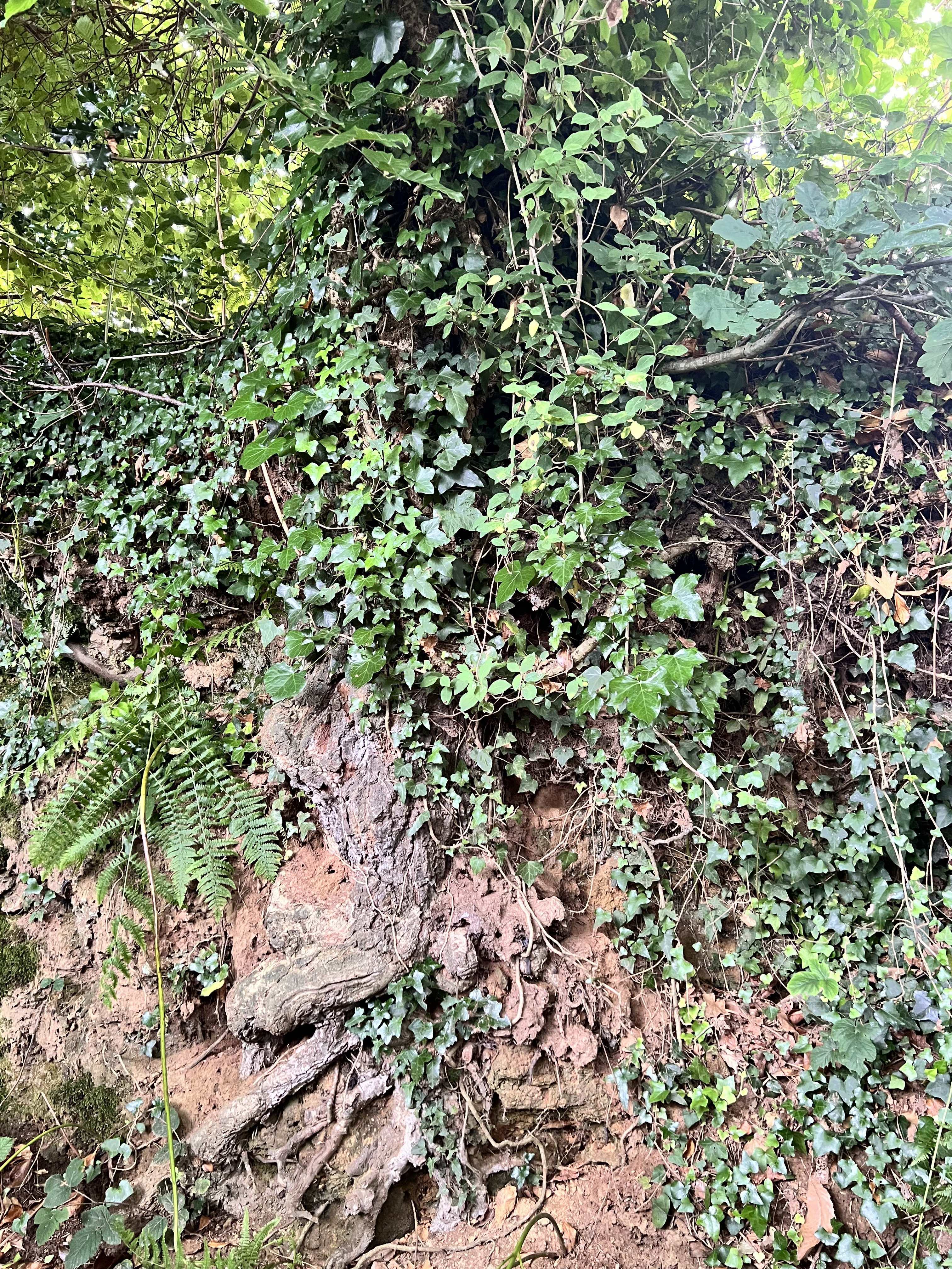 Photo de la trogne Z5CC01A12