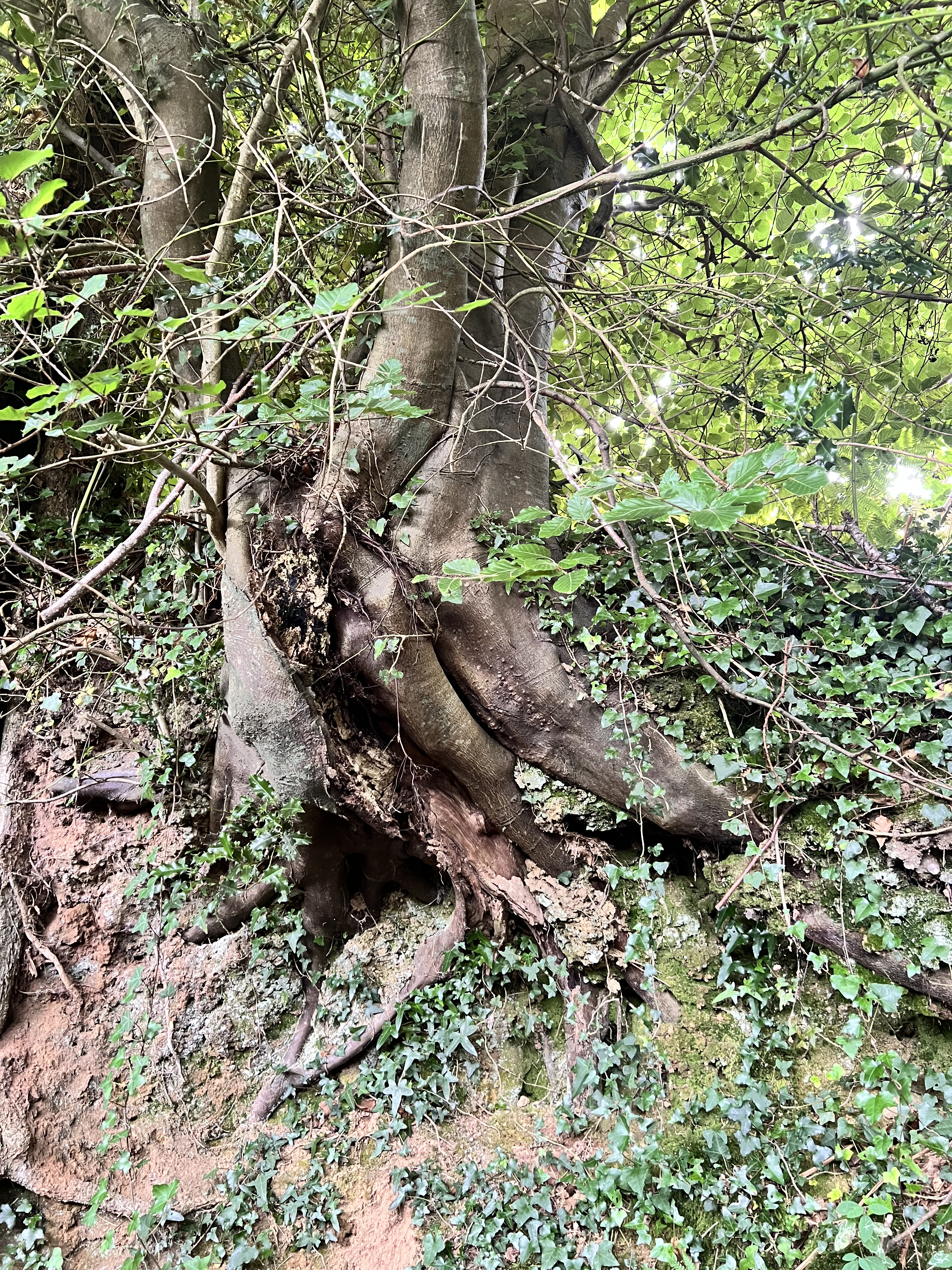 Photo de la trogne Z5CC01A13