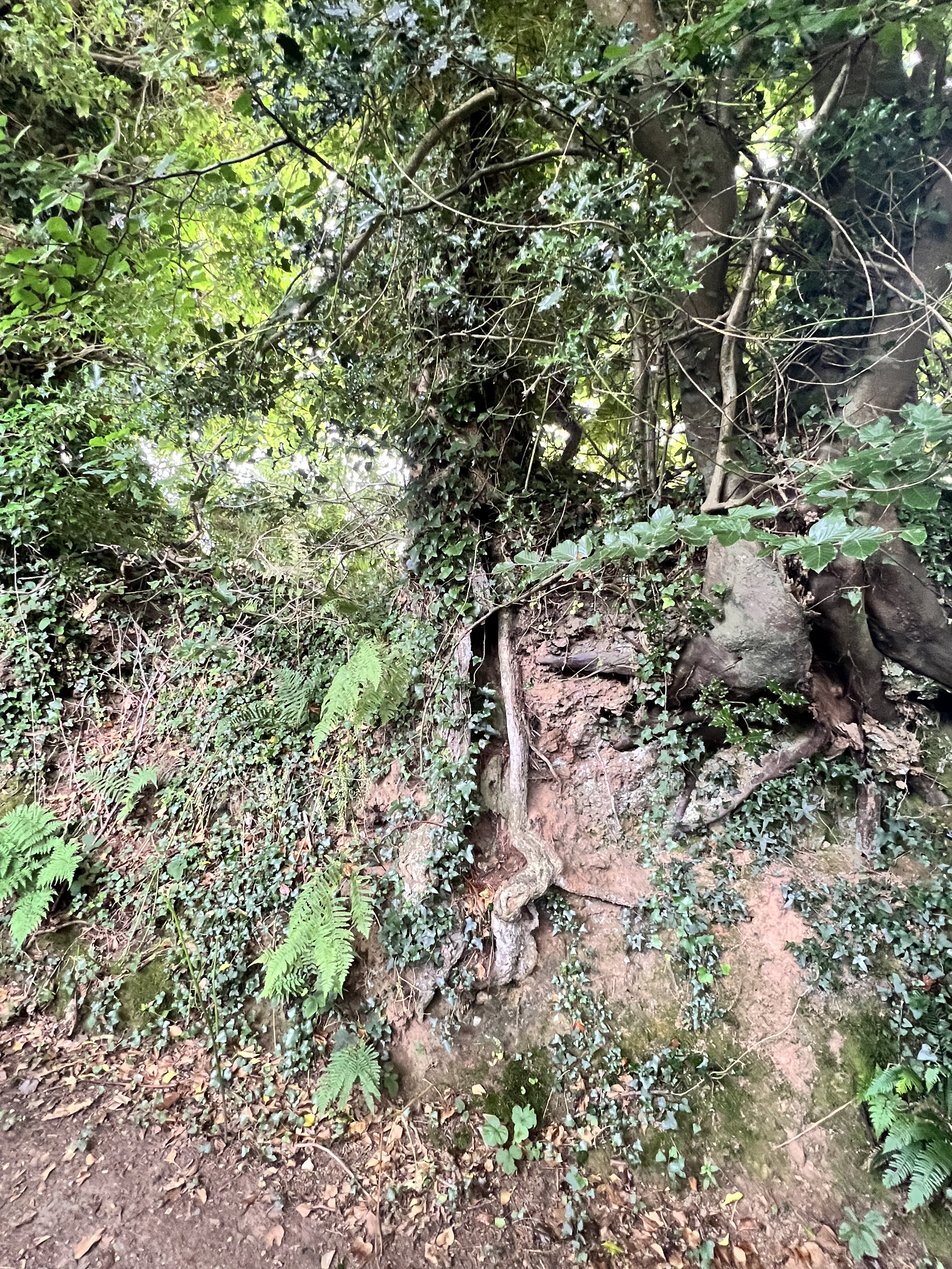 Photo de la trogne Z5CC01A14