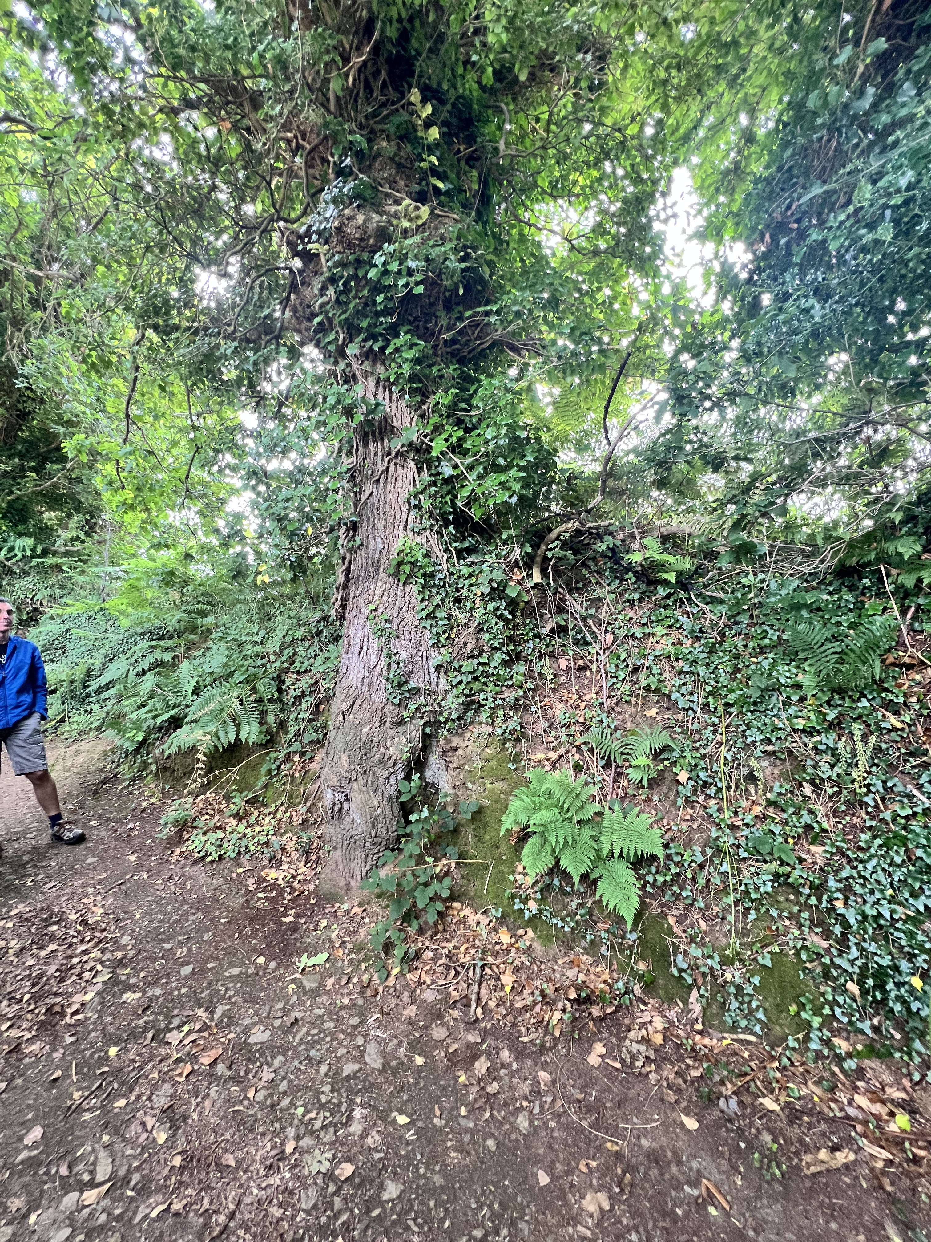 Photo de la trogne Z5CC01A15