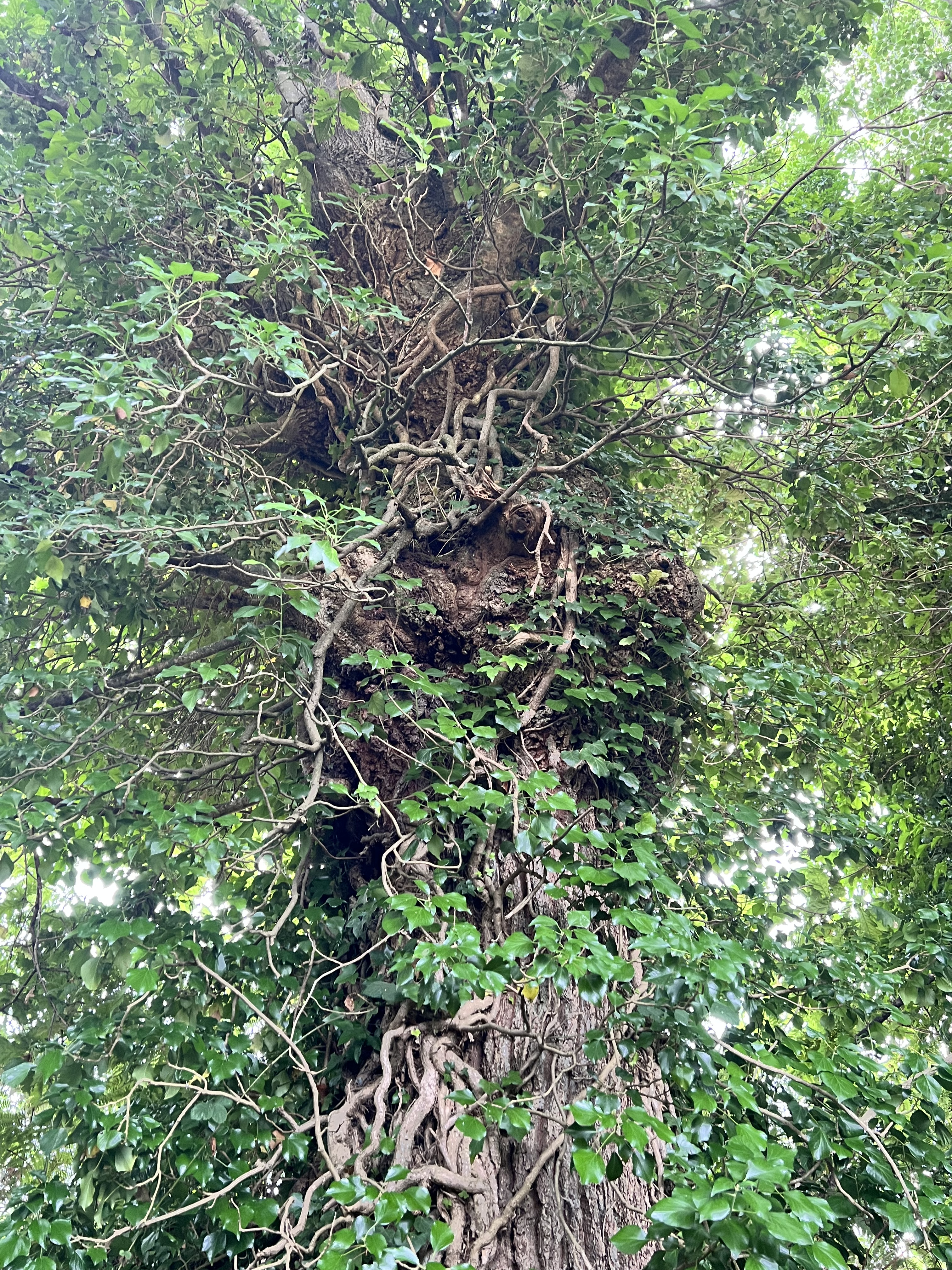 Photo de la trogne Z5CC01A16