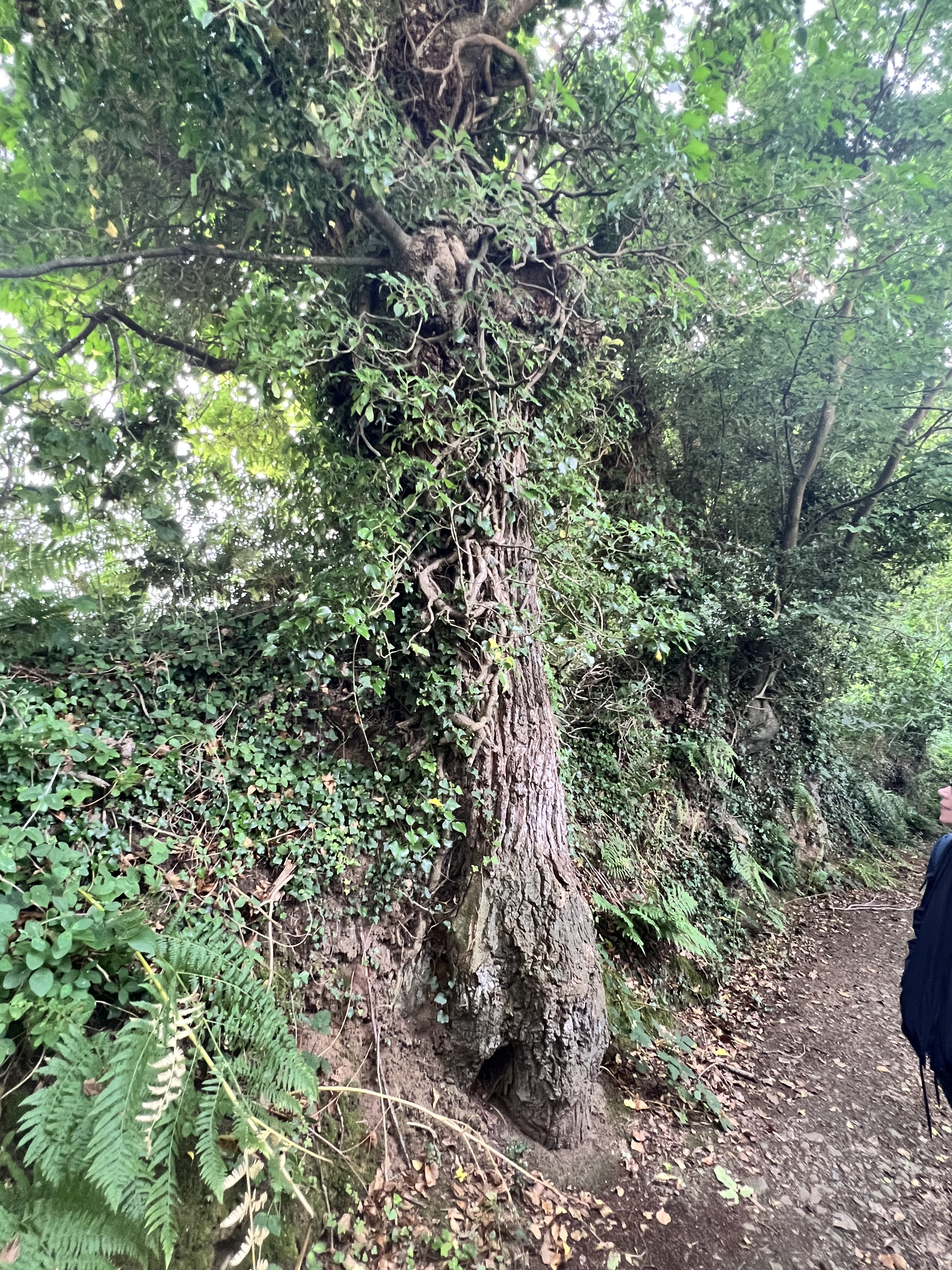 Photo de la trogne Z5CC01A17