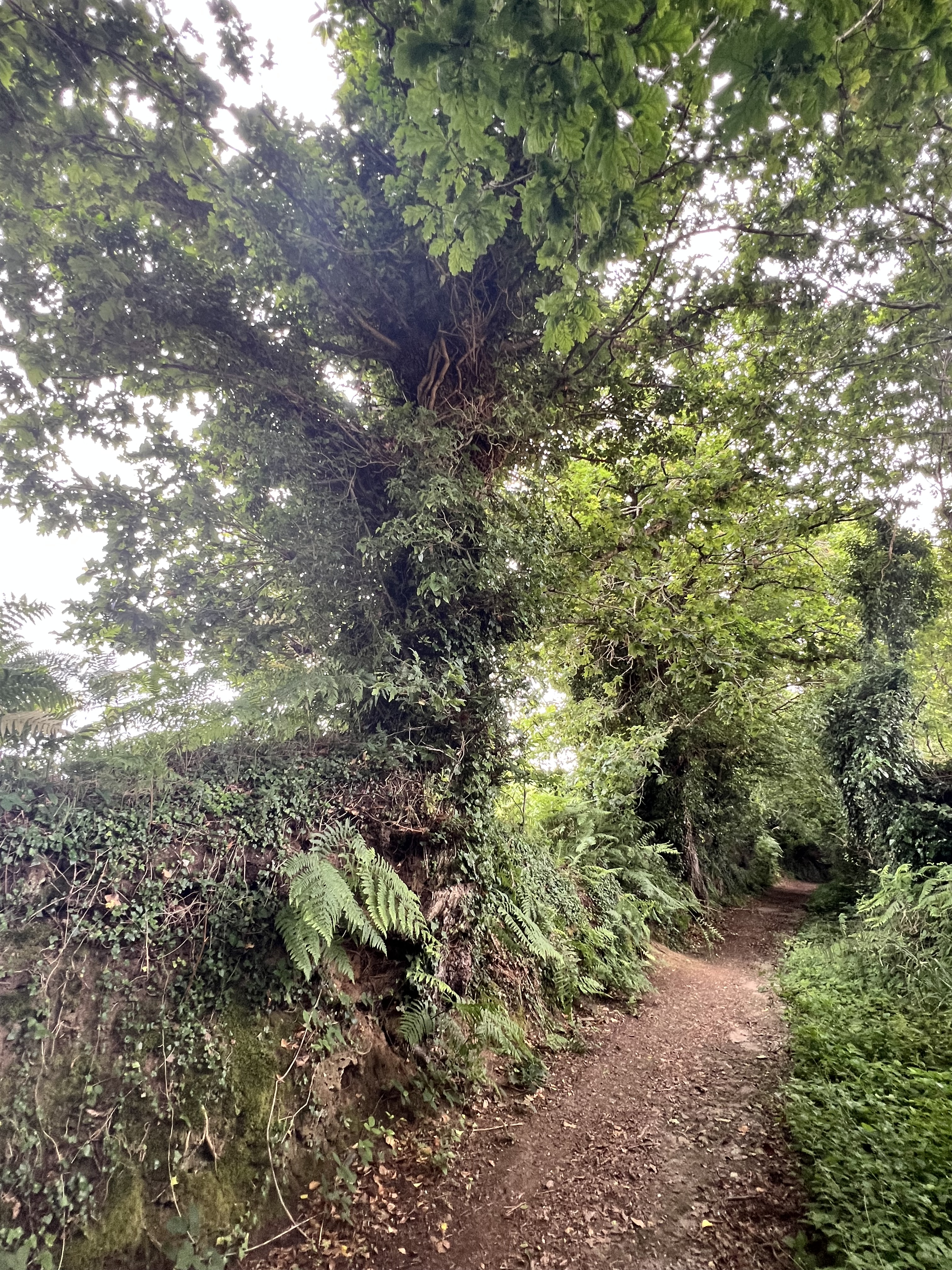 Photo de la trogne Z5CC01A19