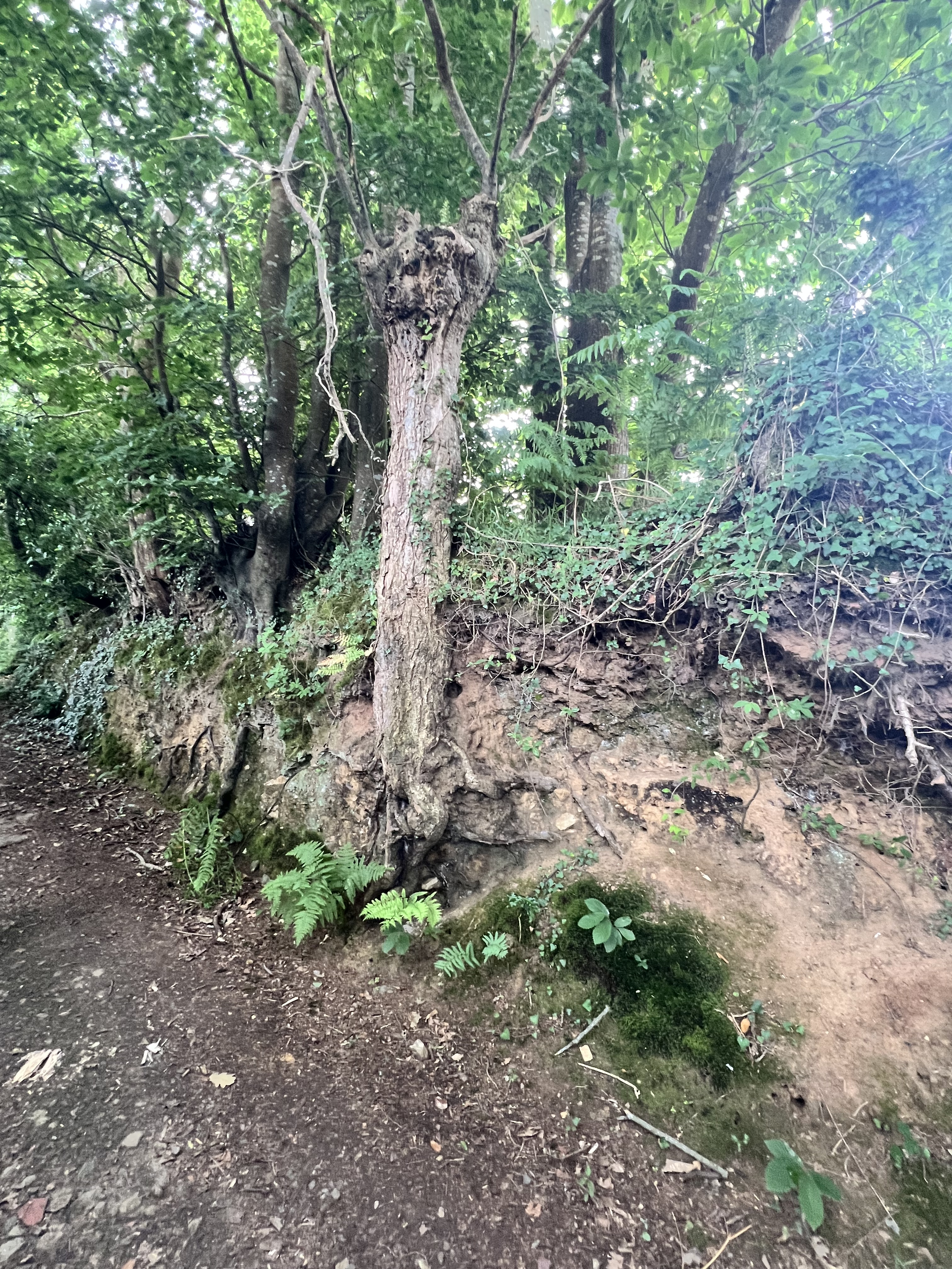 Photo de la trogne Z5CC01A20