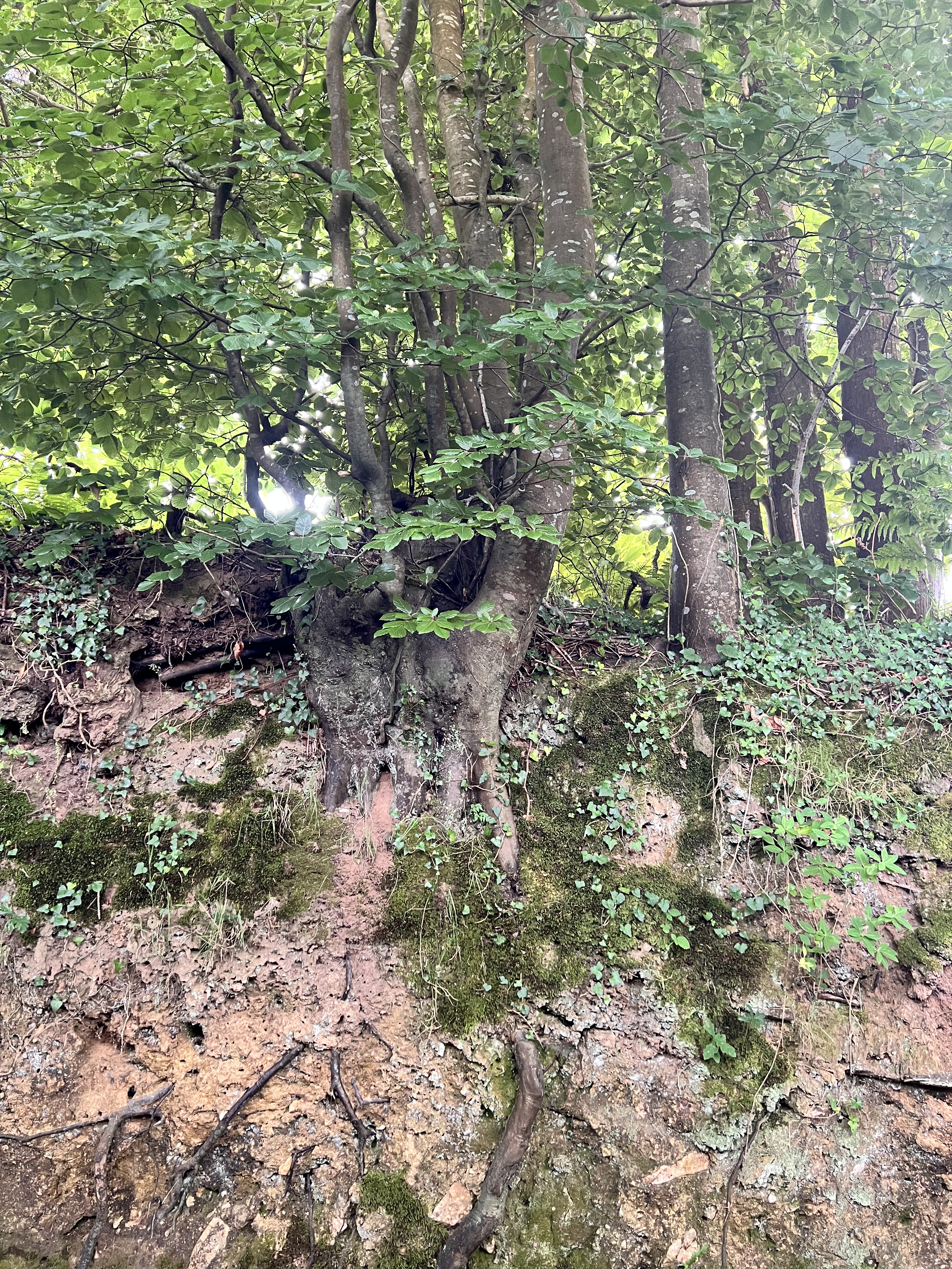 Photo de la trogne Z5CC01A21