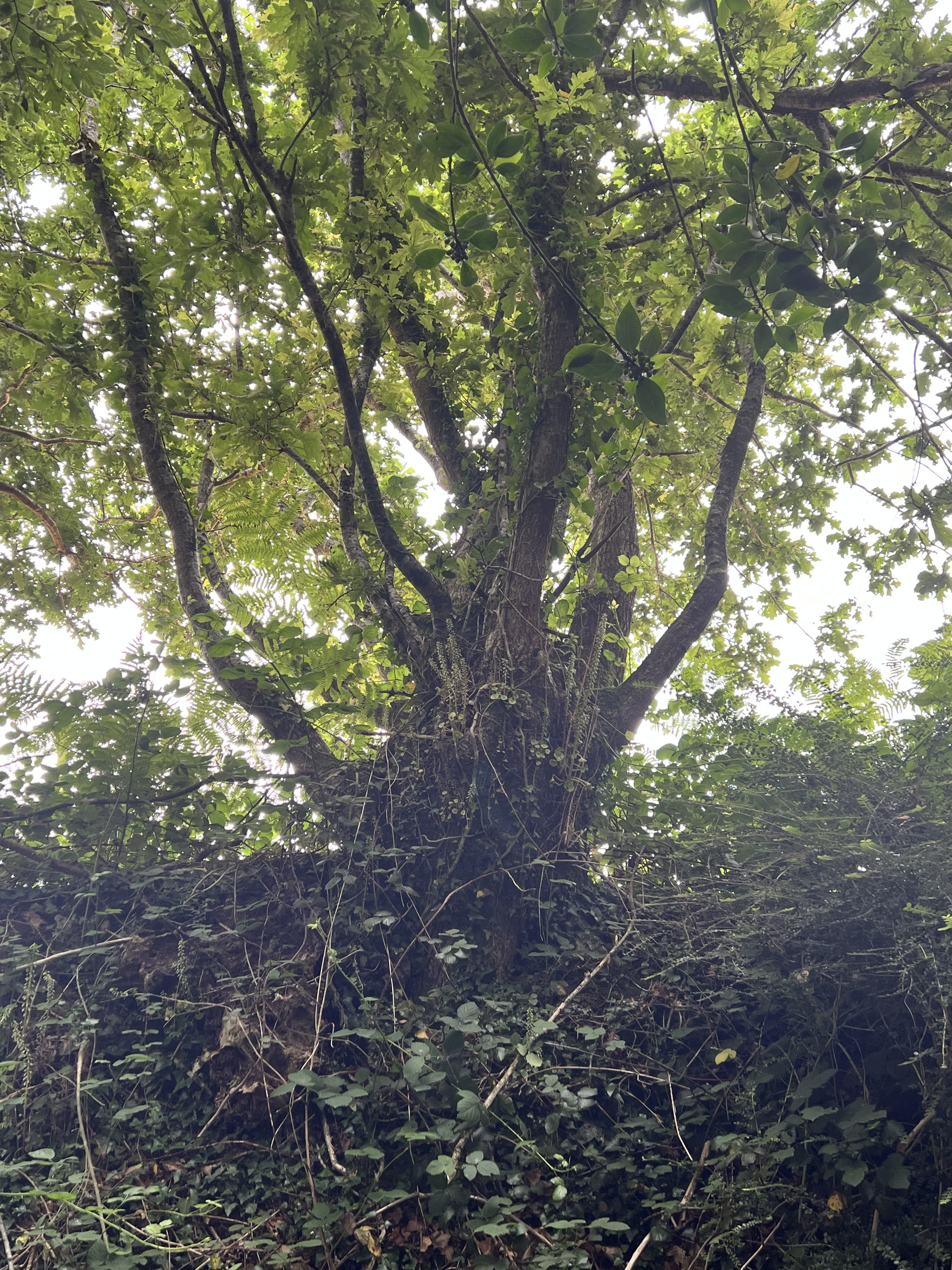 Photo de la trogne Z5CC01A22