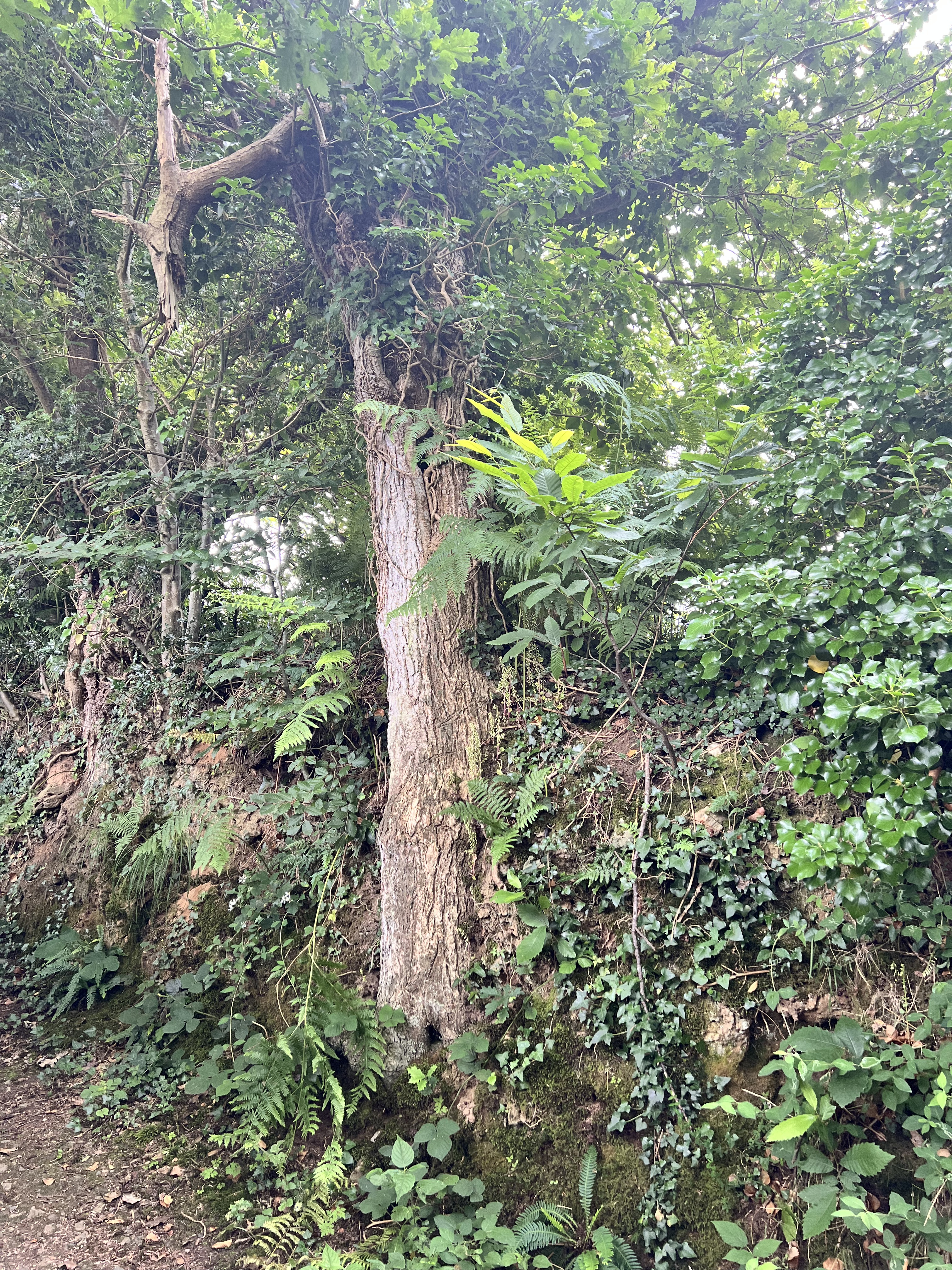 Photo de la trogne Z5CC01A24