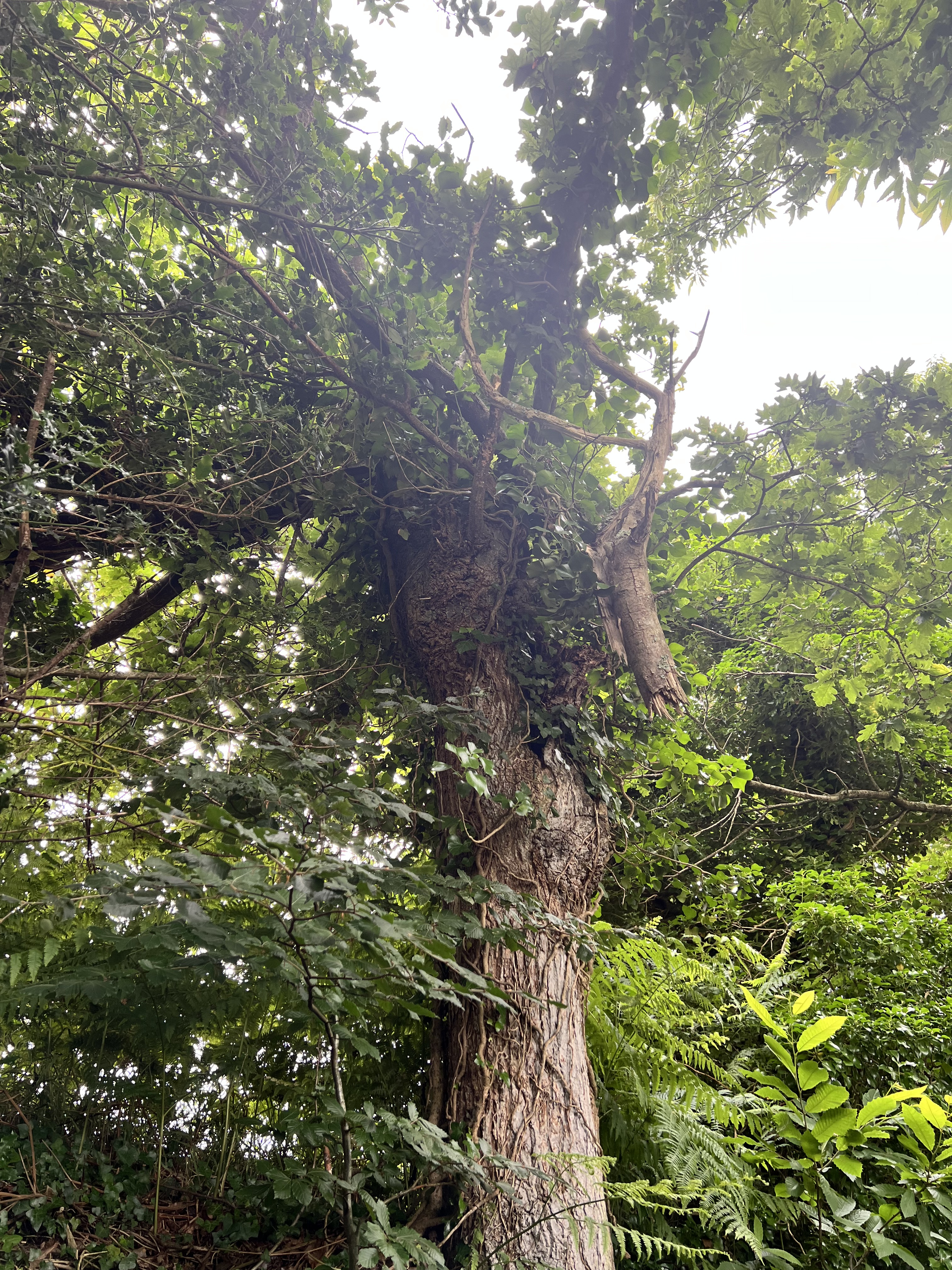 Photo de la trogne Z5CC01A24