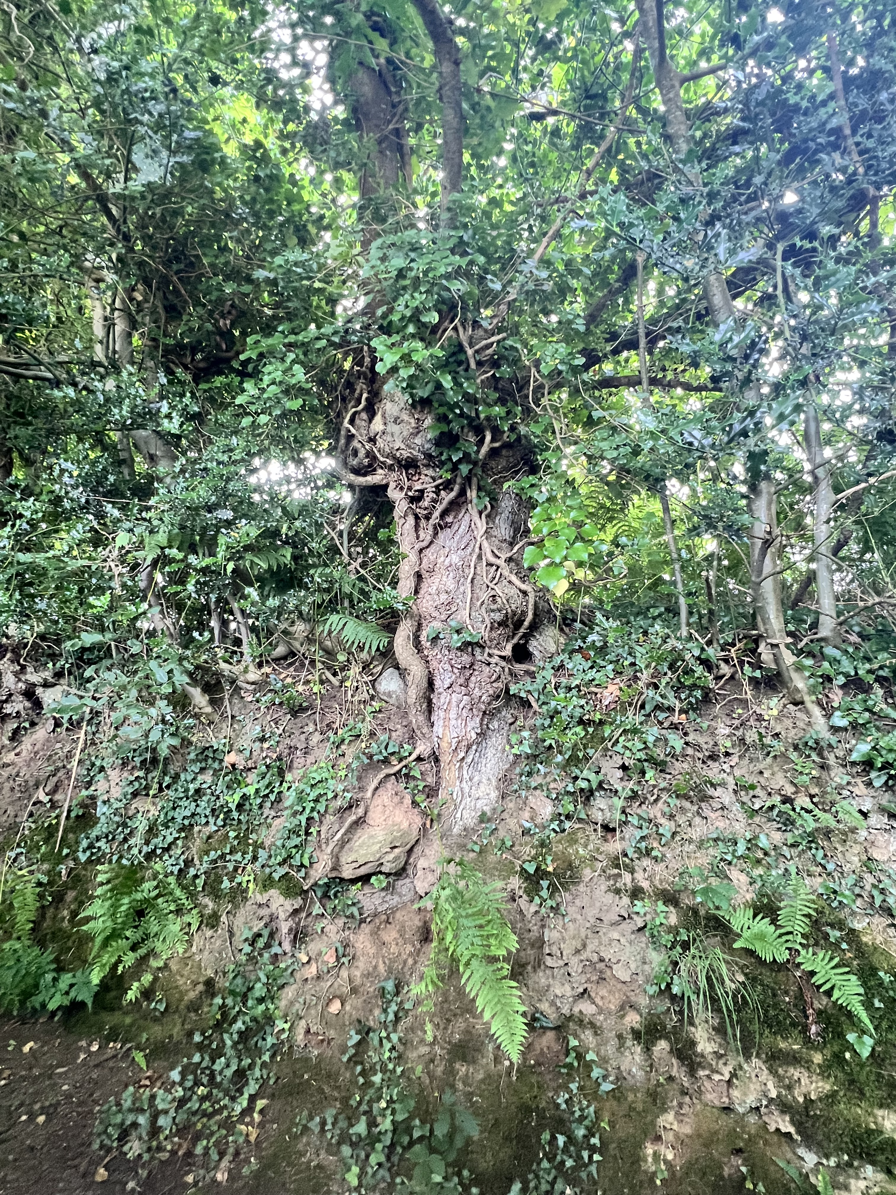 Photo de la trogne Z5CC01A25