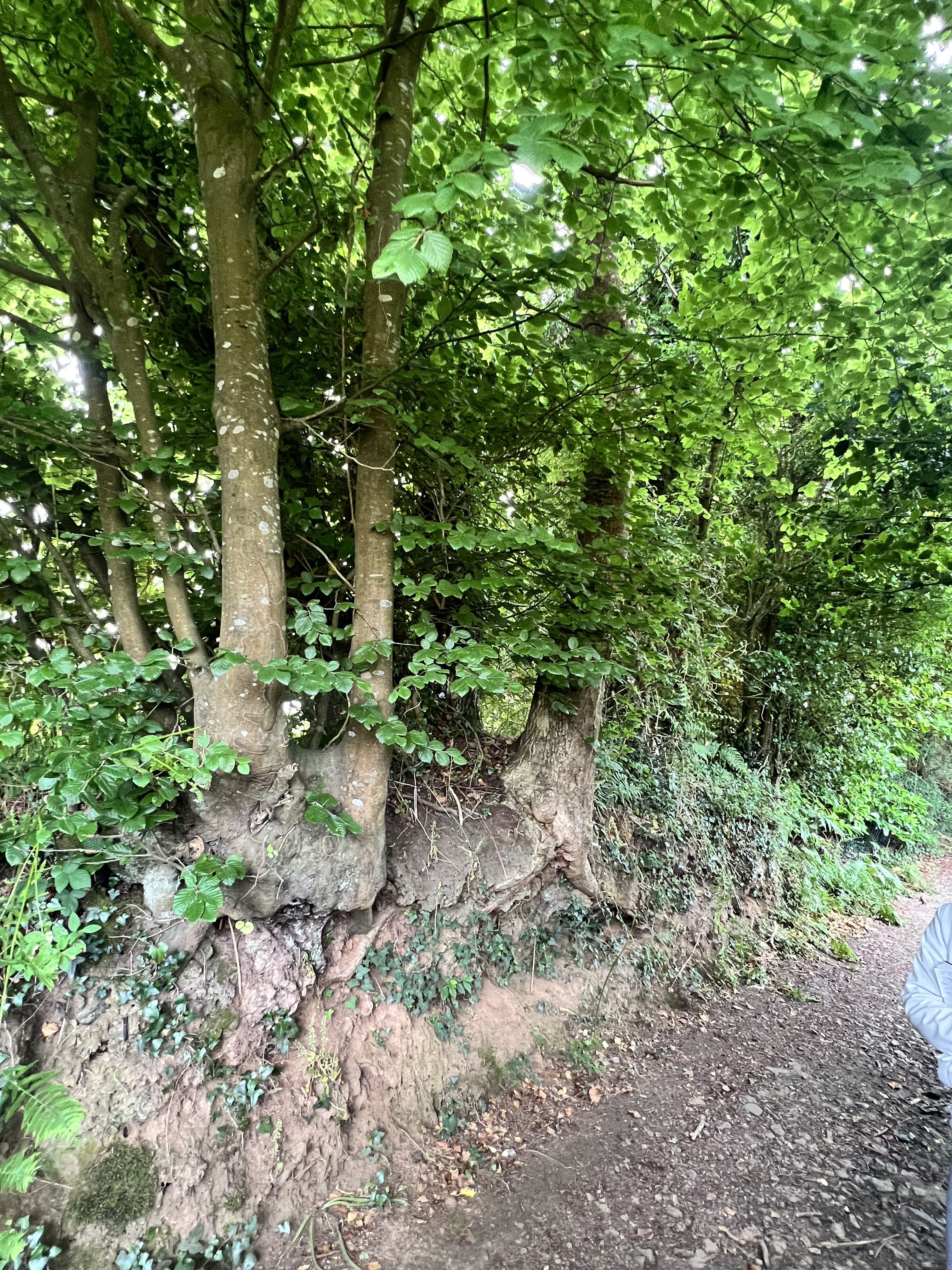 Photo de la trogne Z5CC01A27