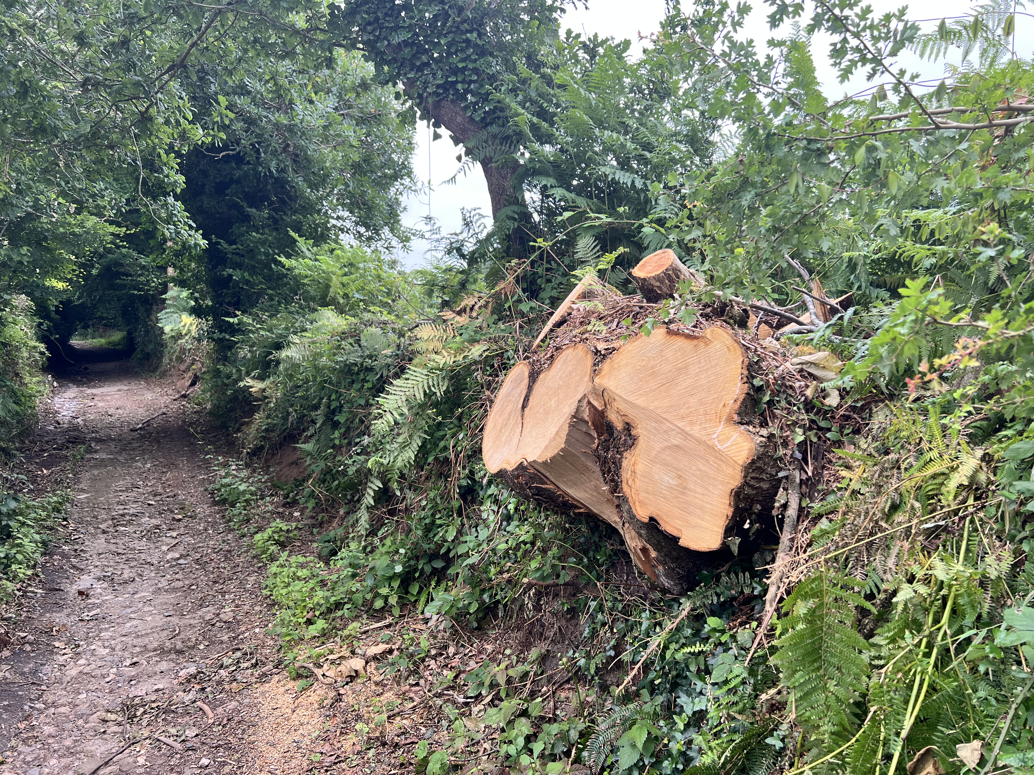 Photo de la trogne Z5CC01A29