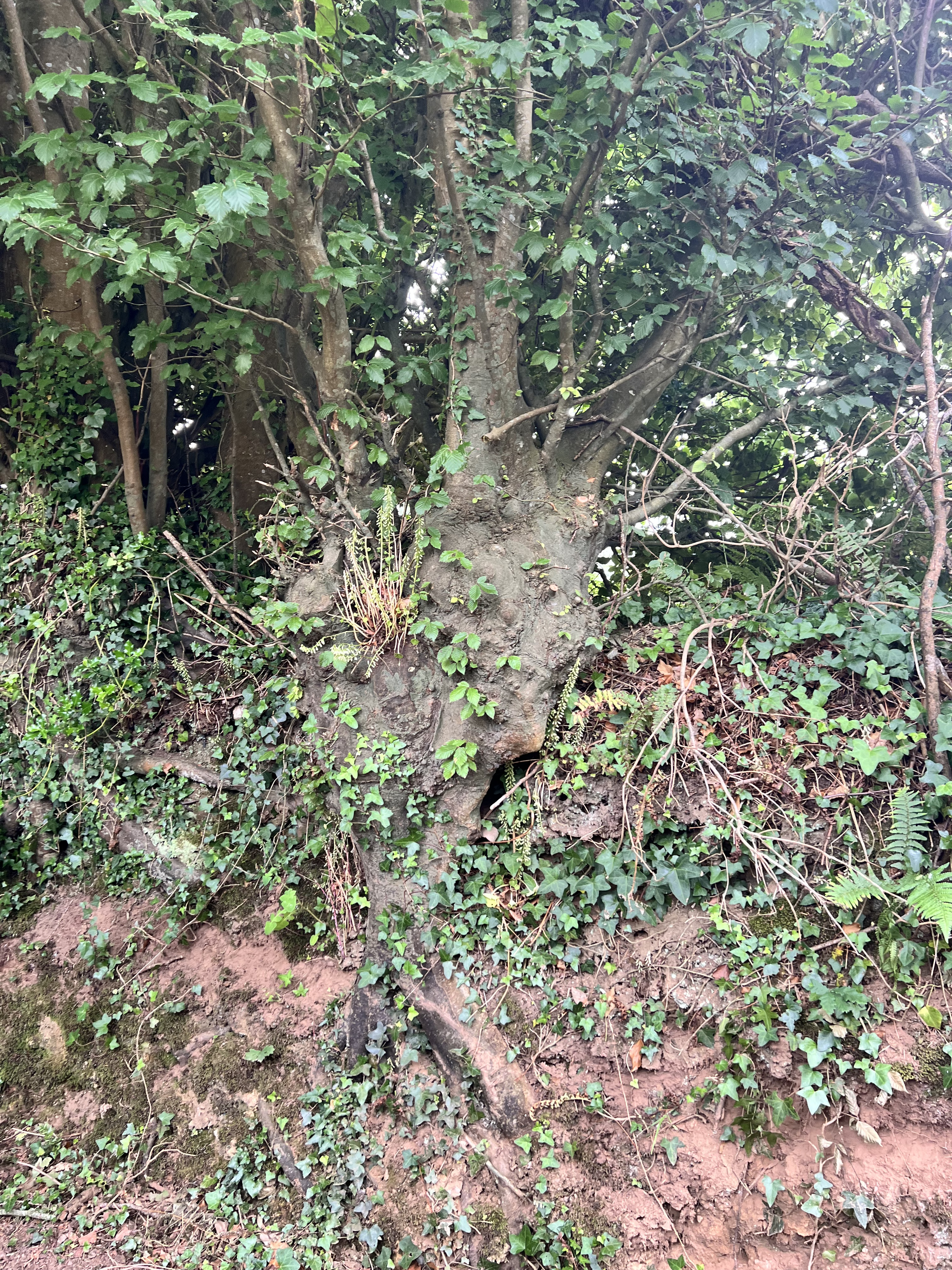 Photo de la trogne Z5CC01A30