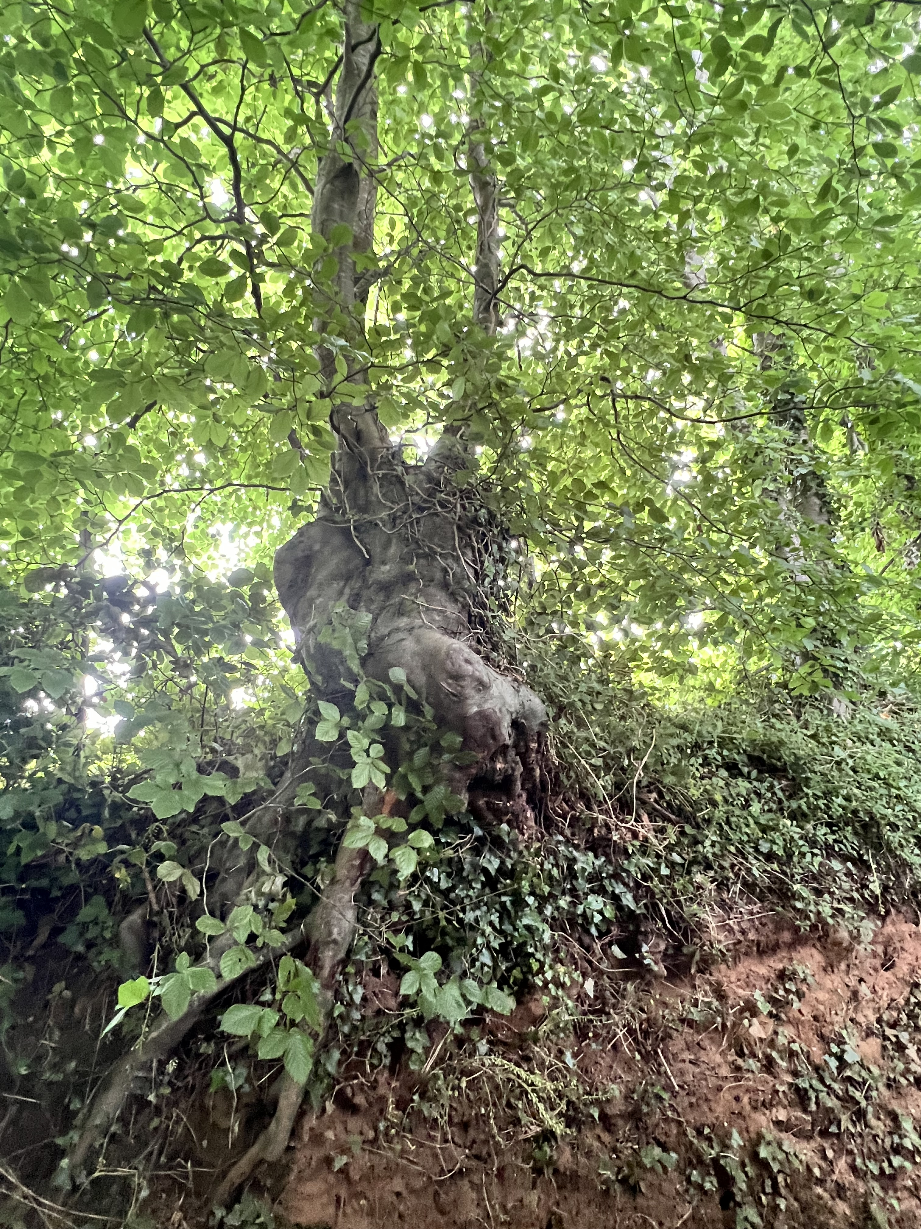 Photo de la trogne Z5CC01A32