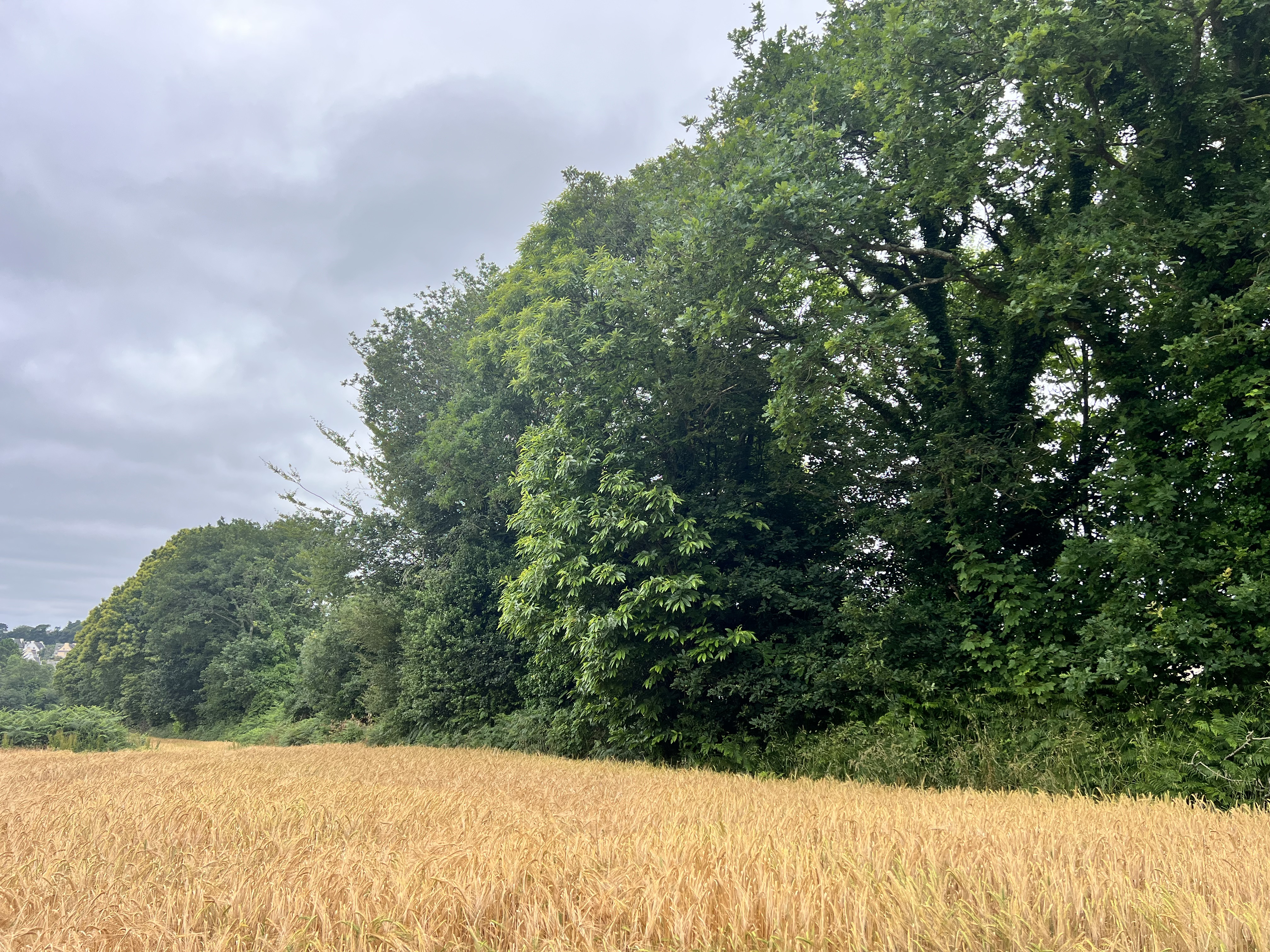 Photo de la trogne Z5CC01A34