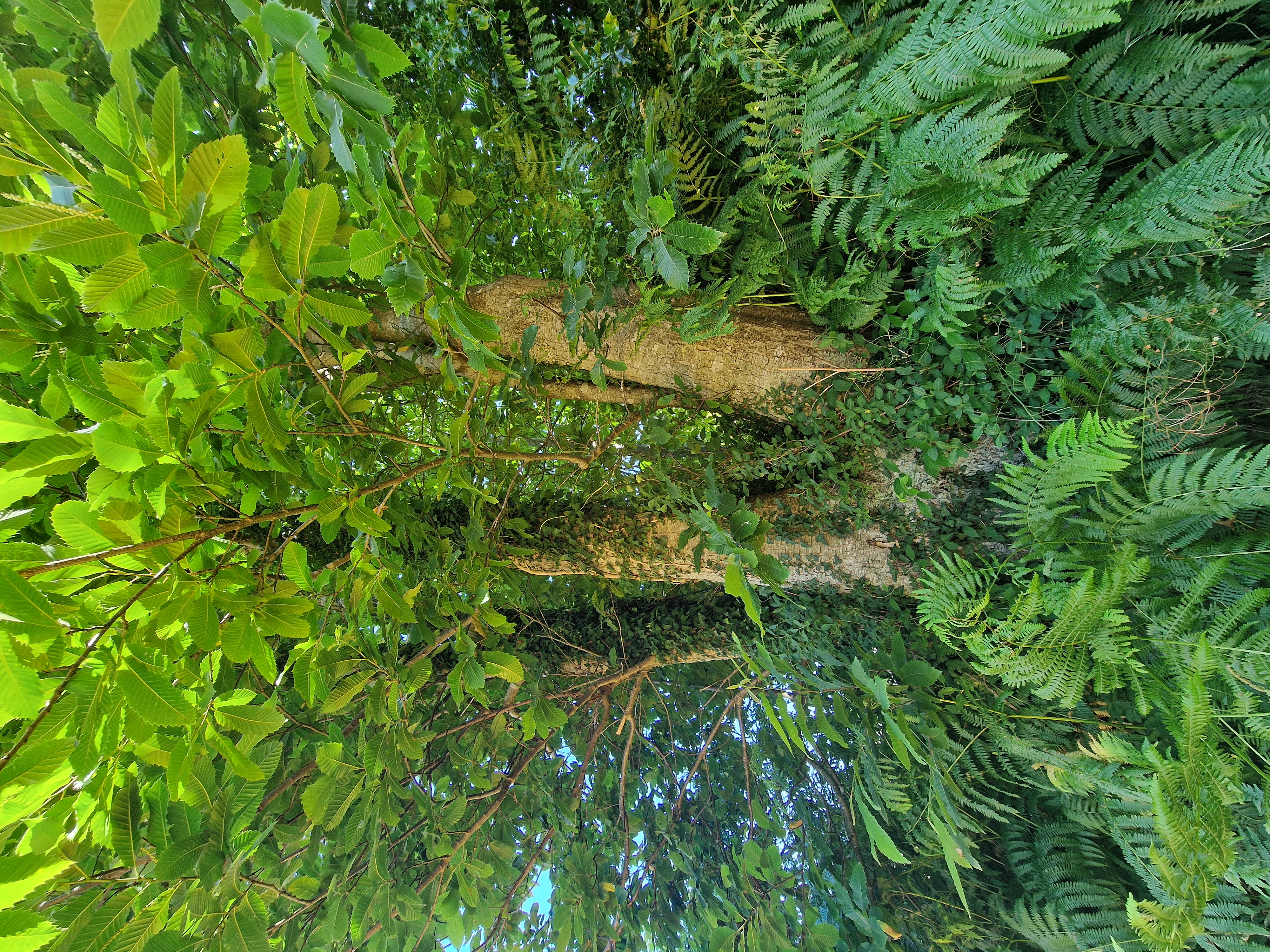 Photo de la trogne Z5HA16A47