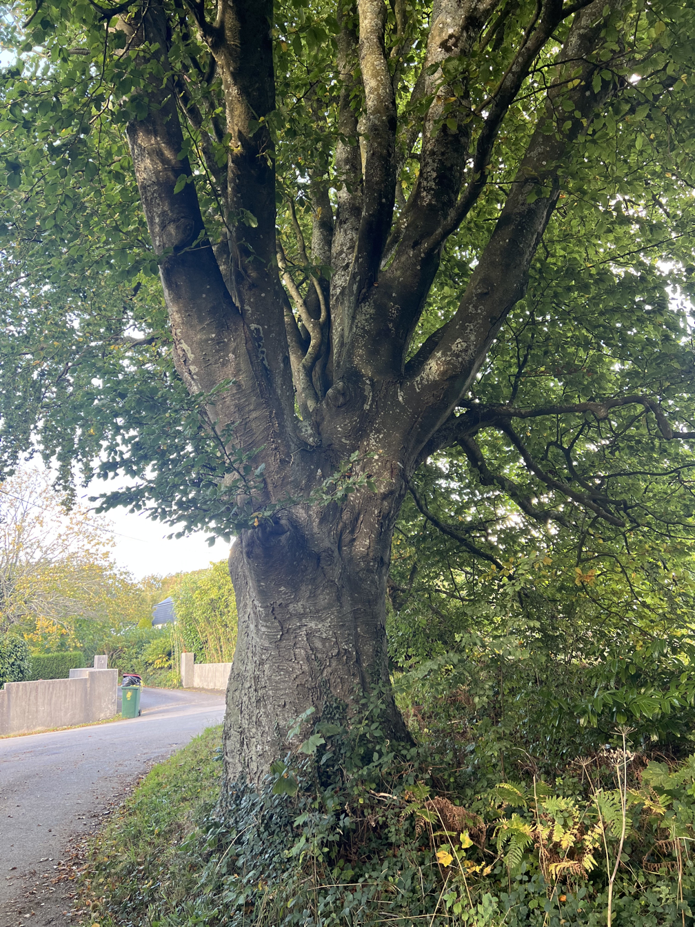 Photo de la trogne Z5HA17A01