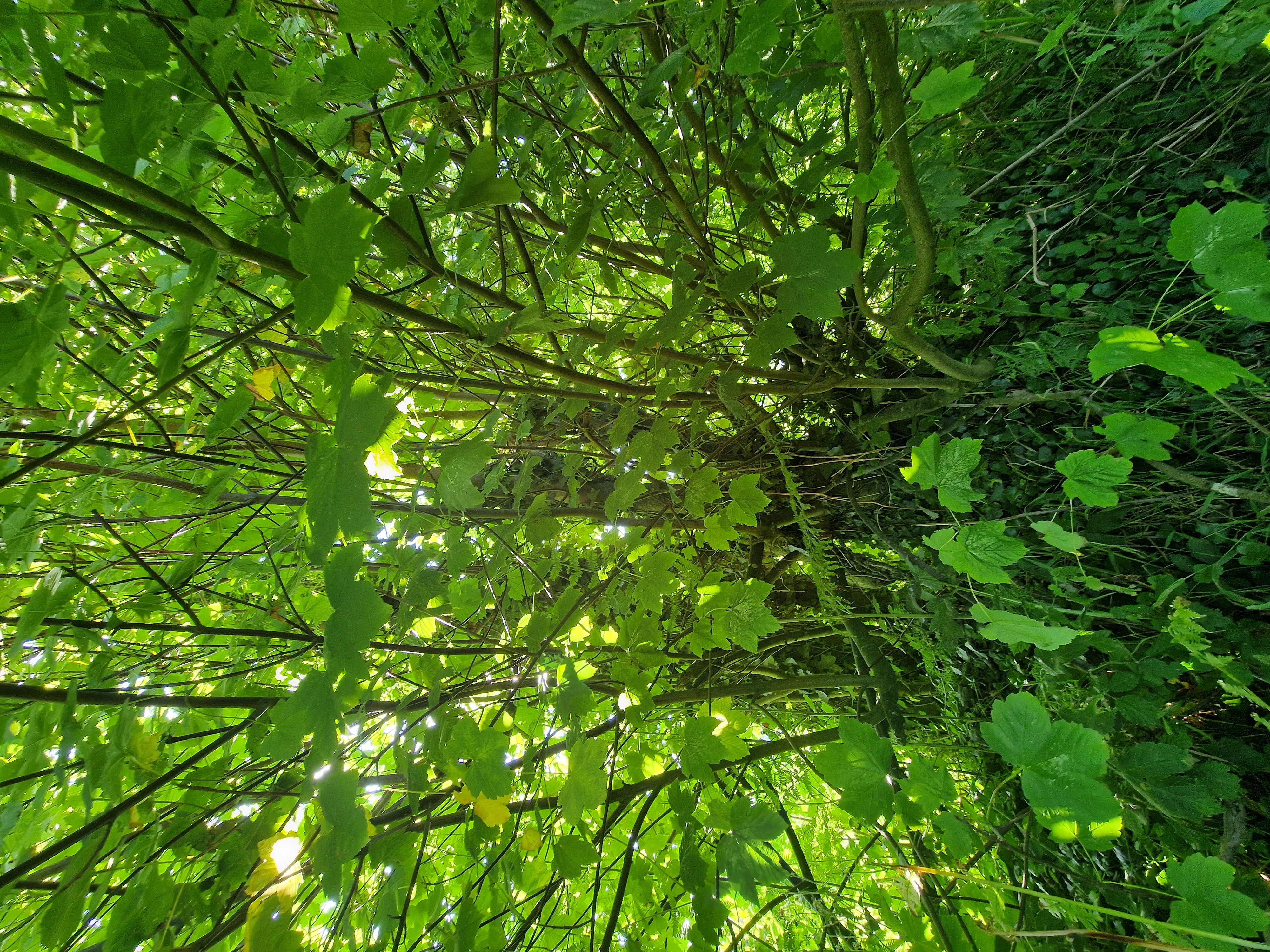 Photo de la trogne Z5HA17A48