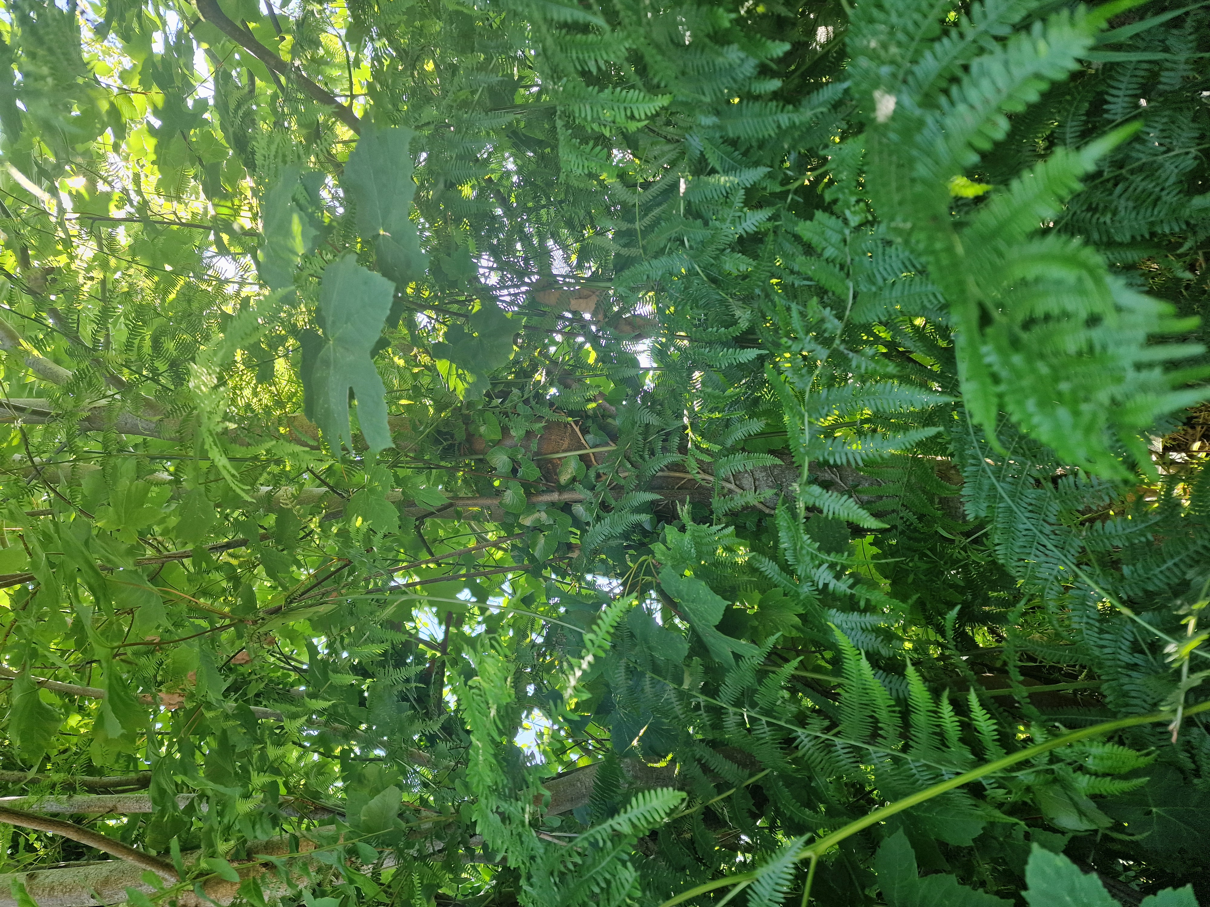 Photo de la trogne Z5HA17A50