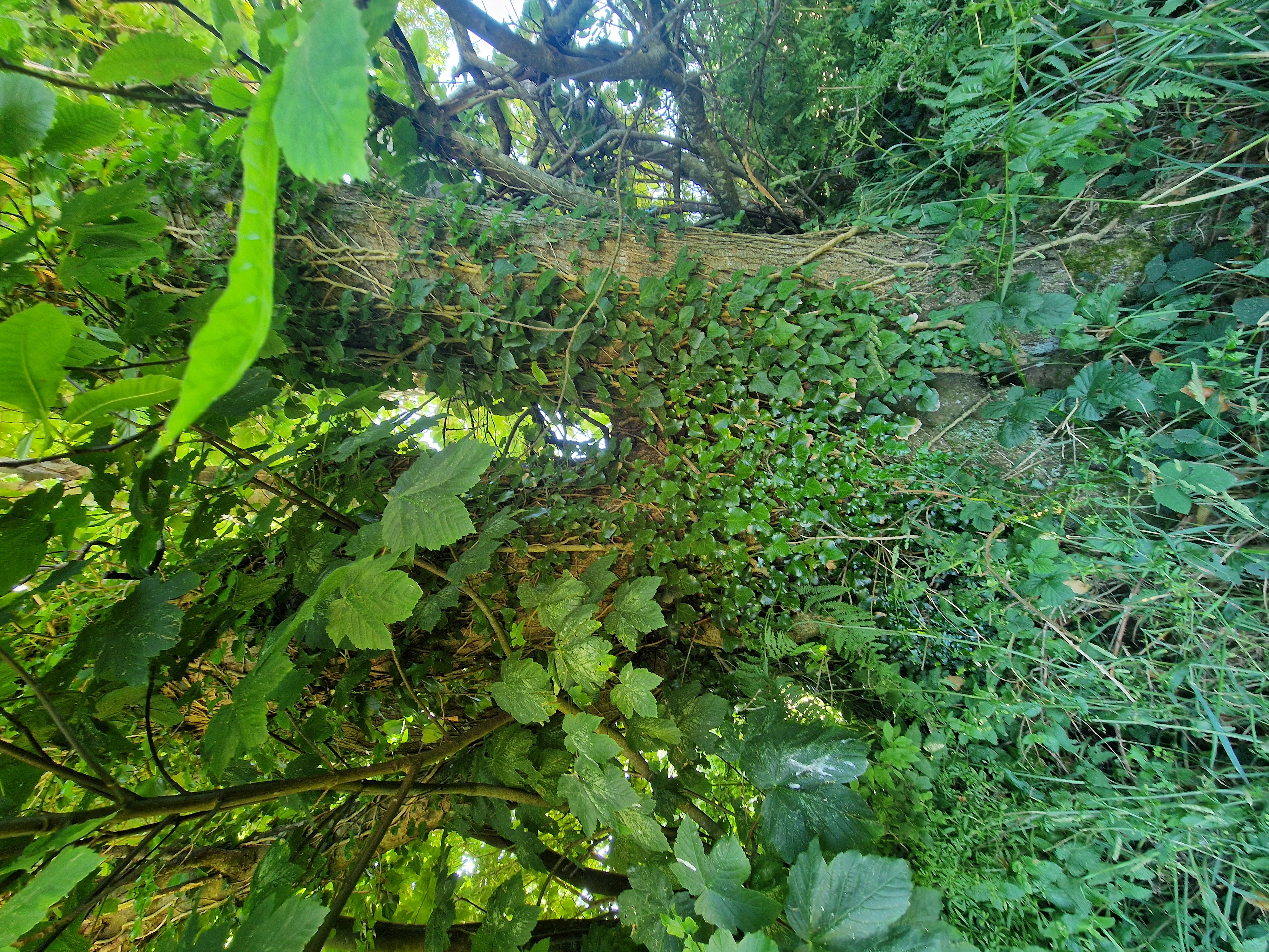 Photo de la trogne Z5HA18A51