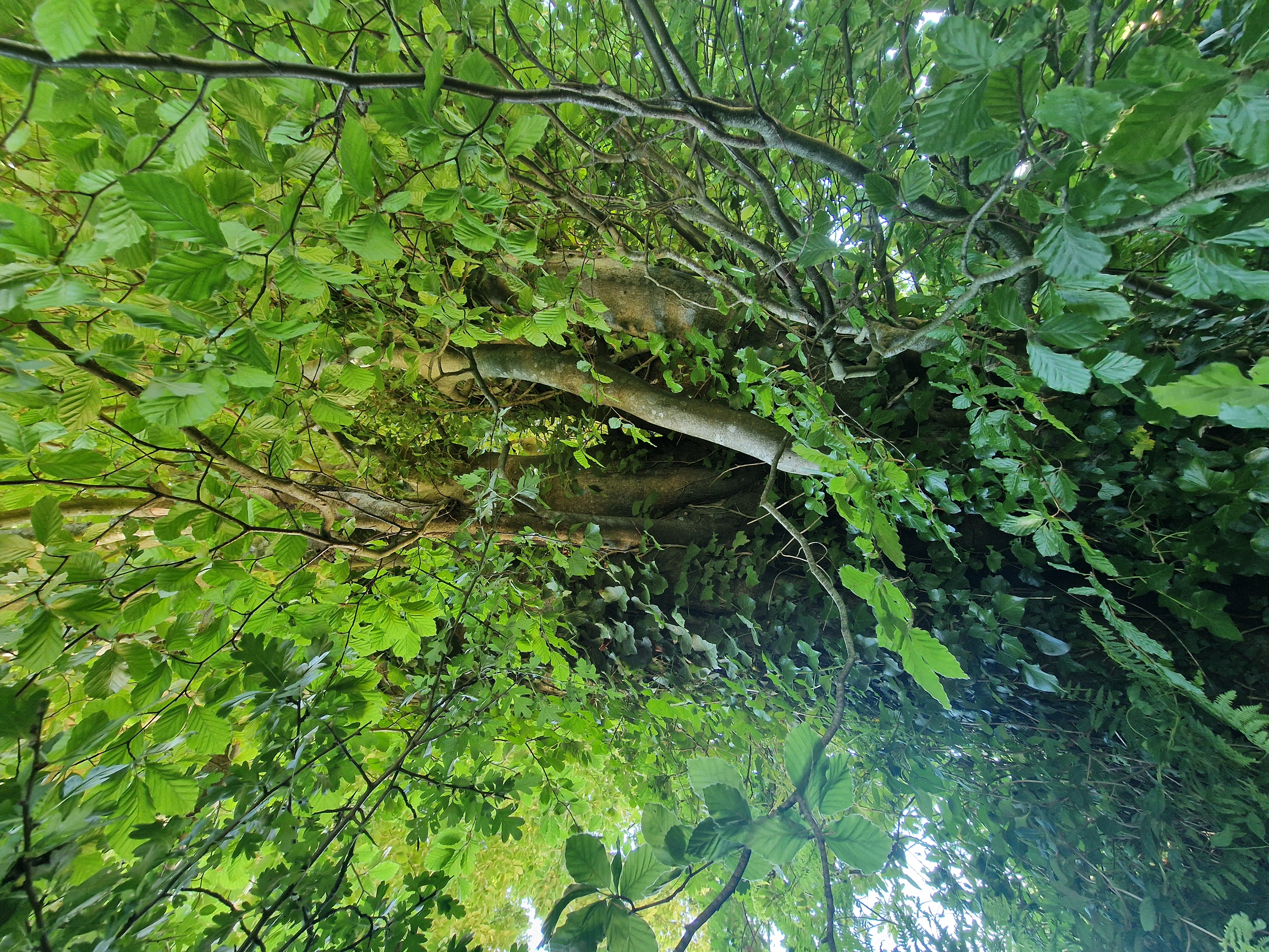 Photo de la trogne Z5HA18A53