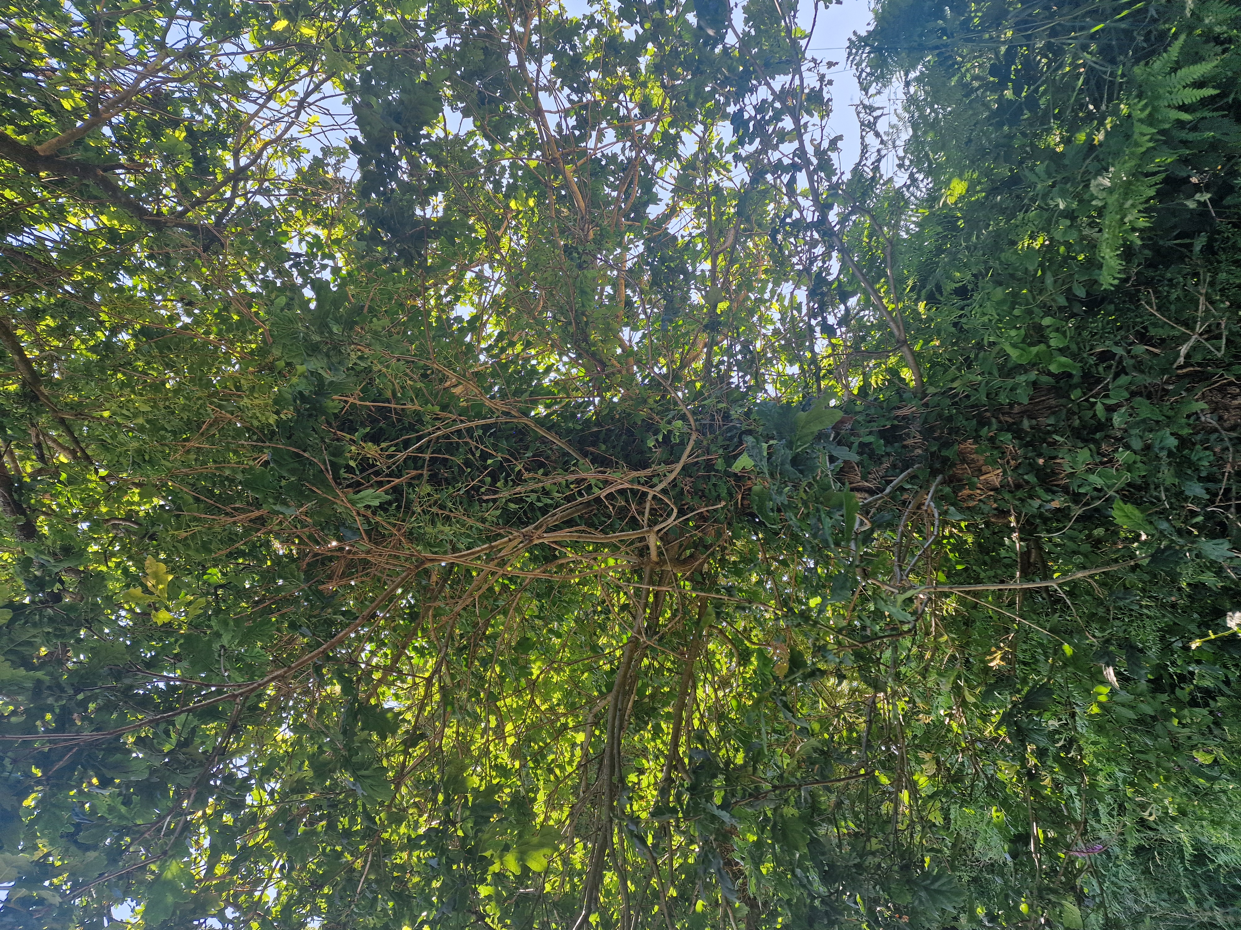 Photo de la trogne Z5HA18A54