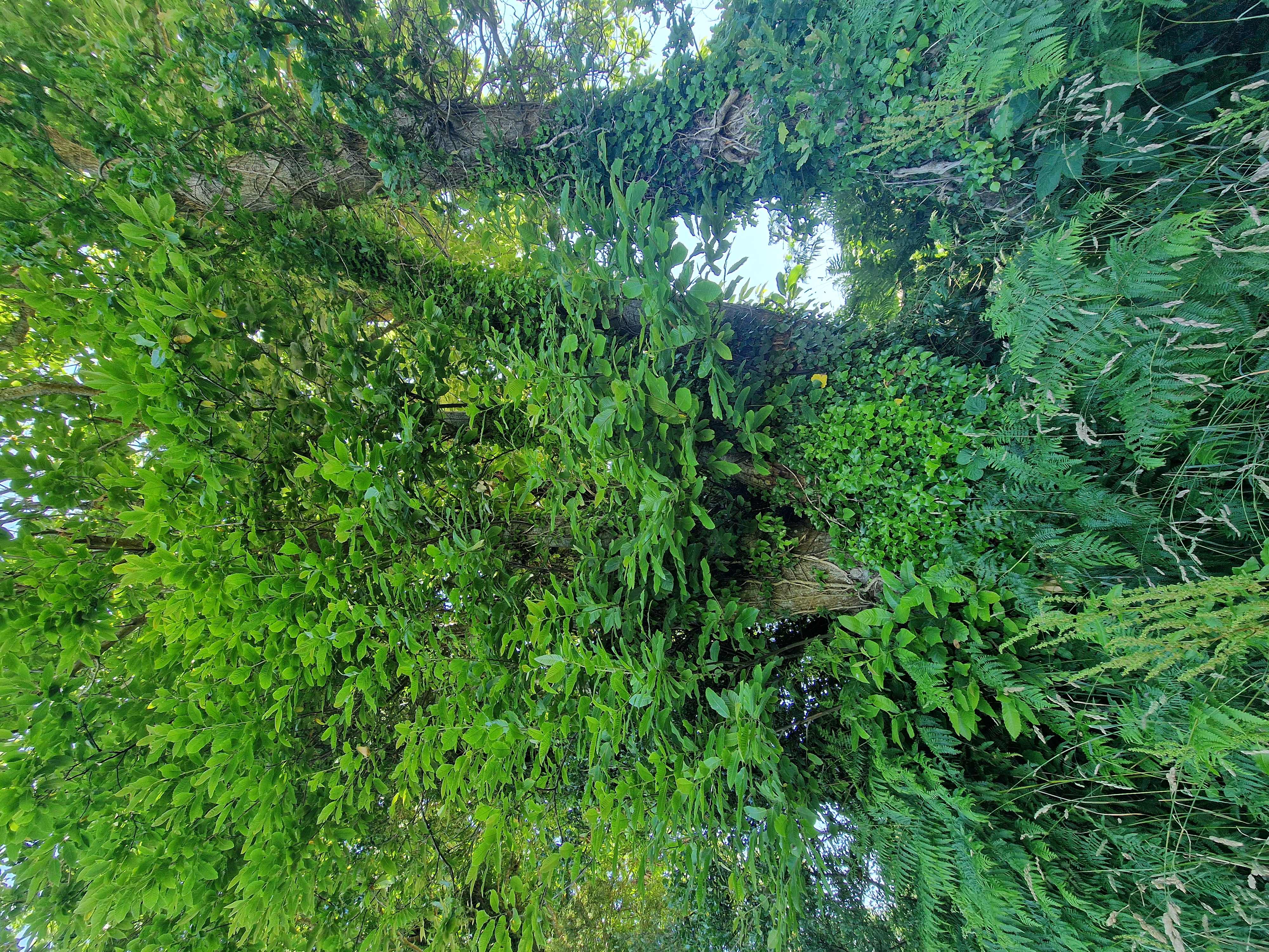 Photo de la trogne Z5HA20A55