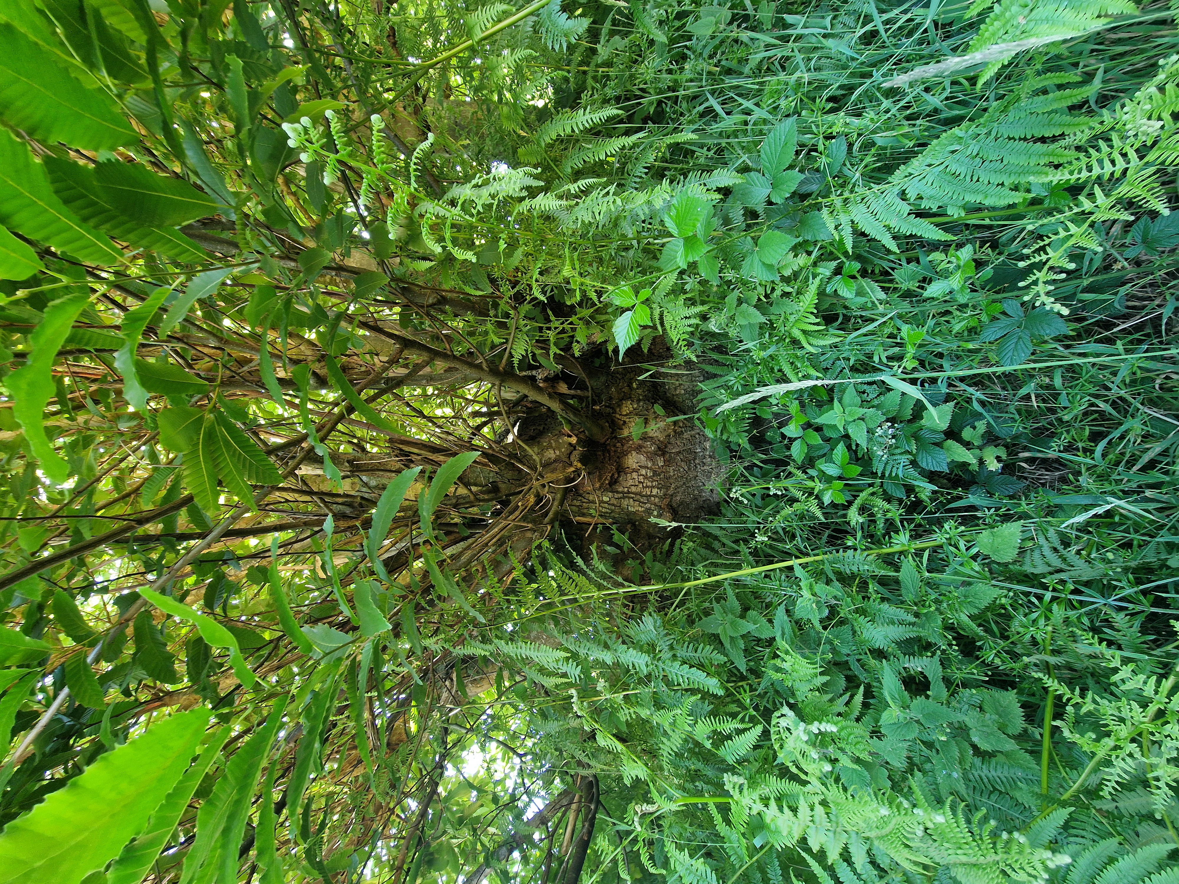 Photo de la trogne Z5HA21A49