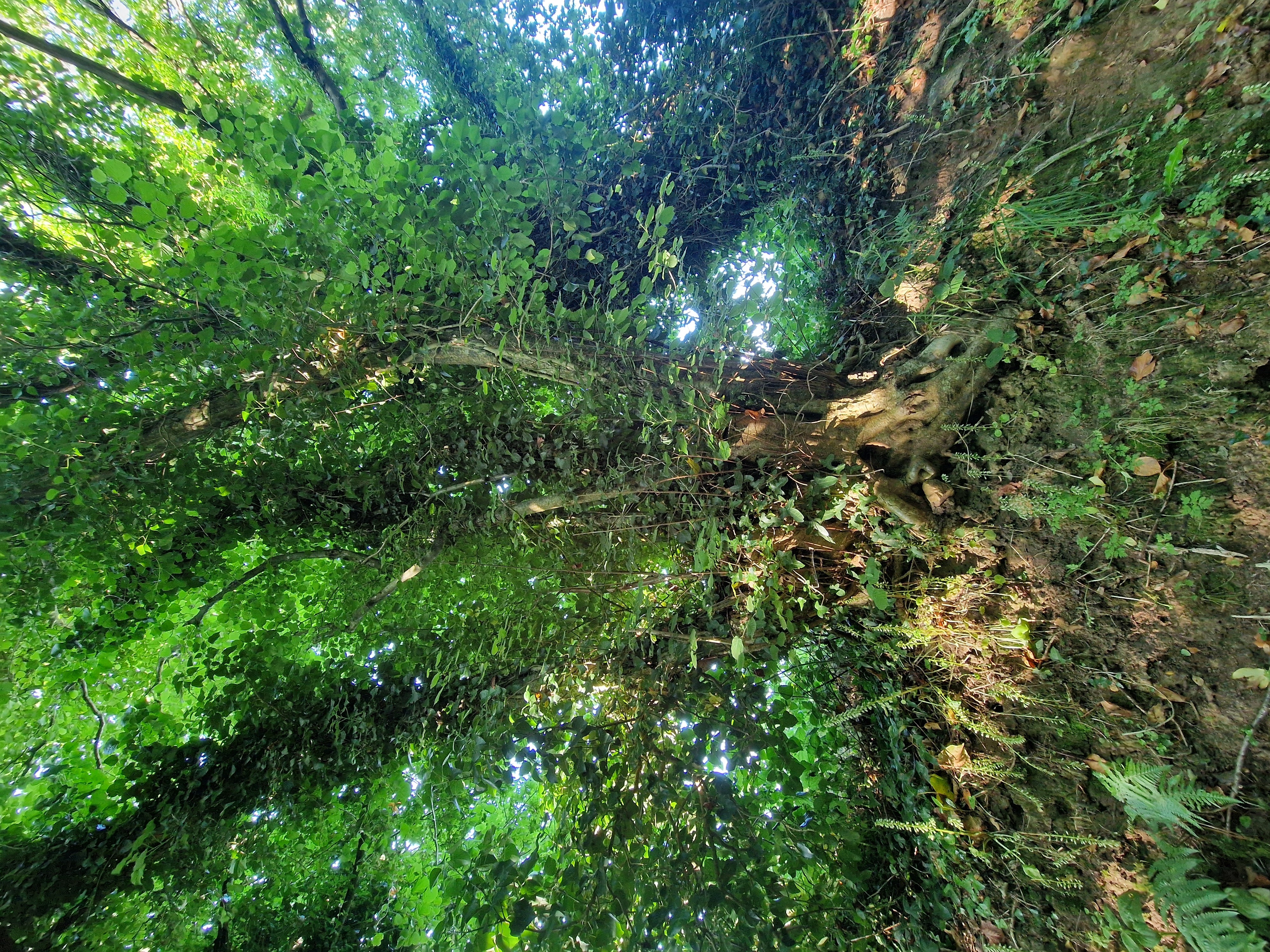 Photo de la trogne Z6CC22A56