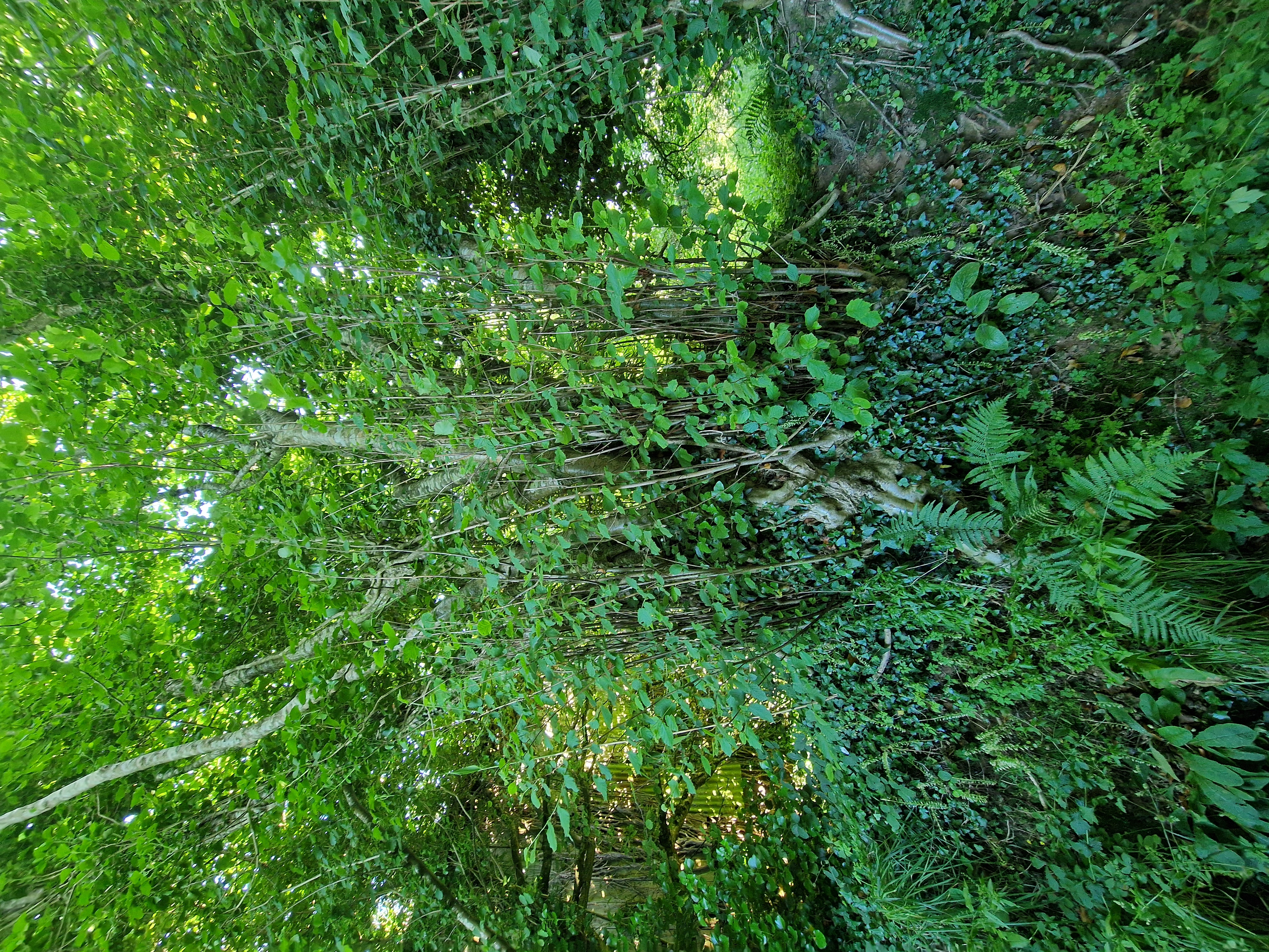 Photo de la trogne Z6CC22A57